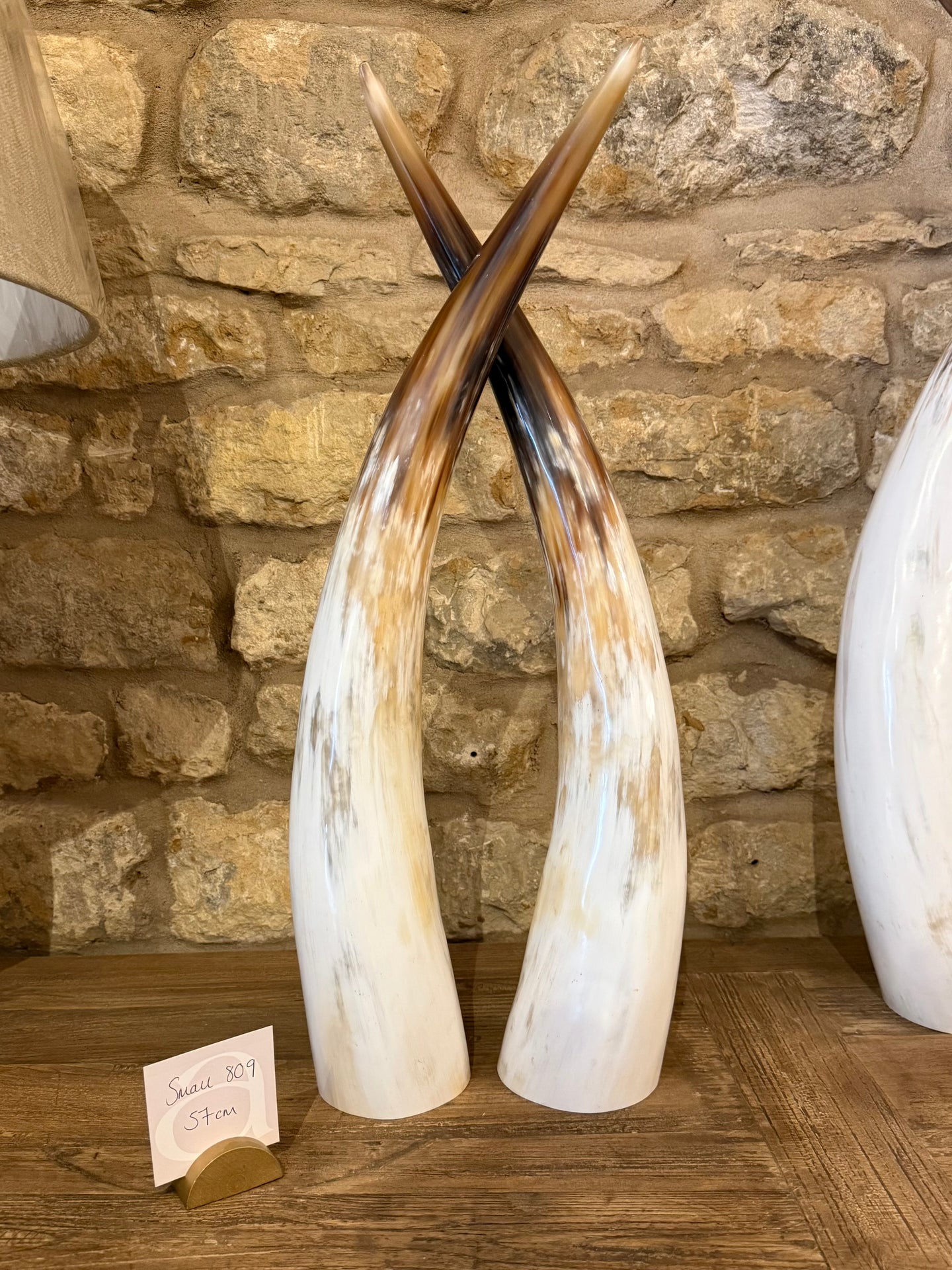 Ankole Cattle Horns - Small 809