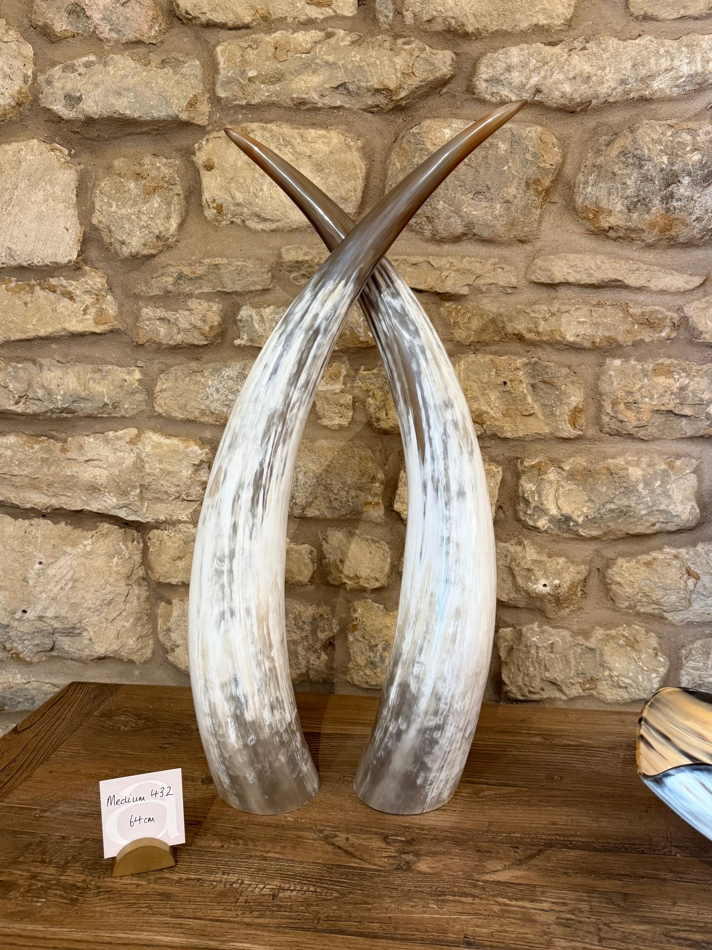 Ankole Cattle Horns - Medium 432