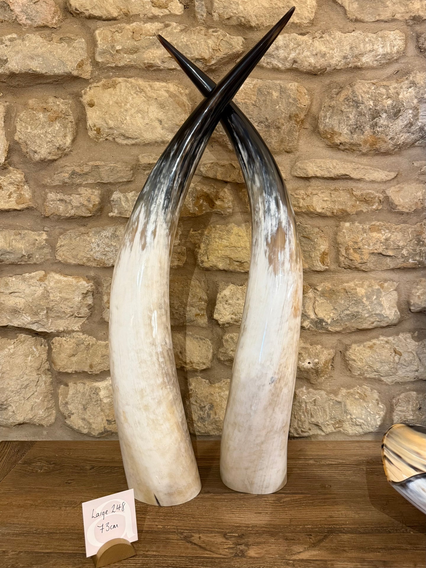 Ankole Cattle Horns - Large 248