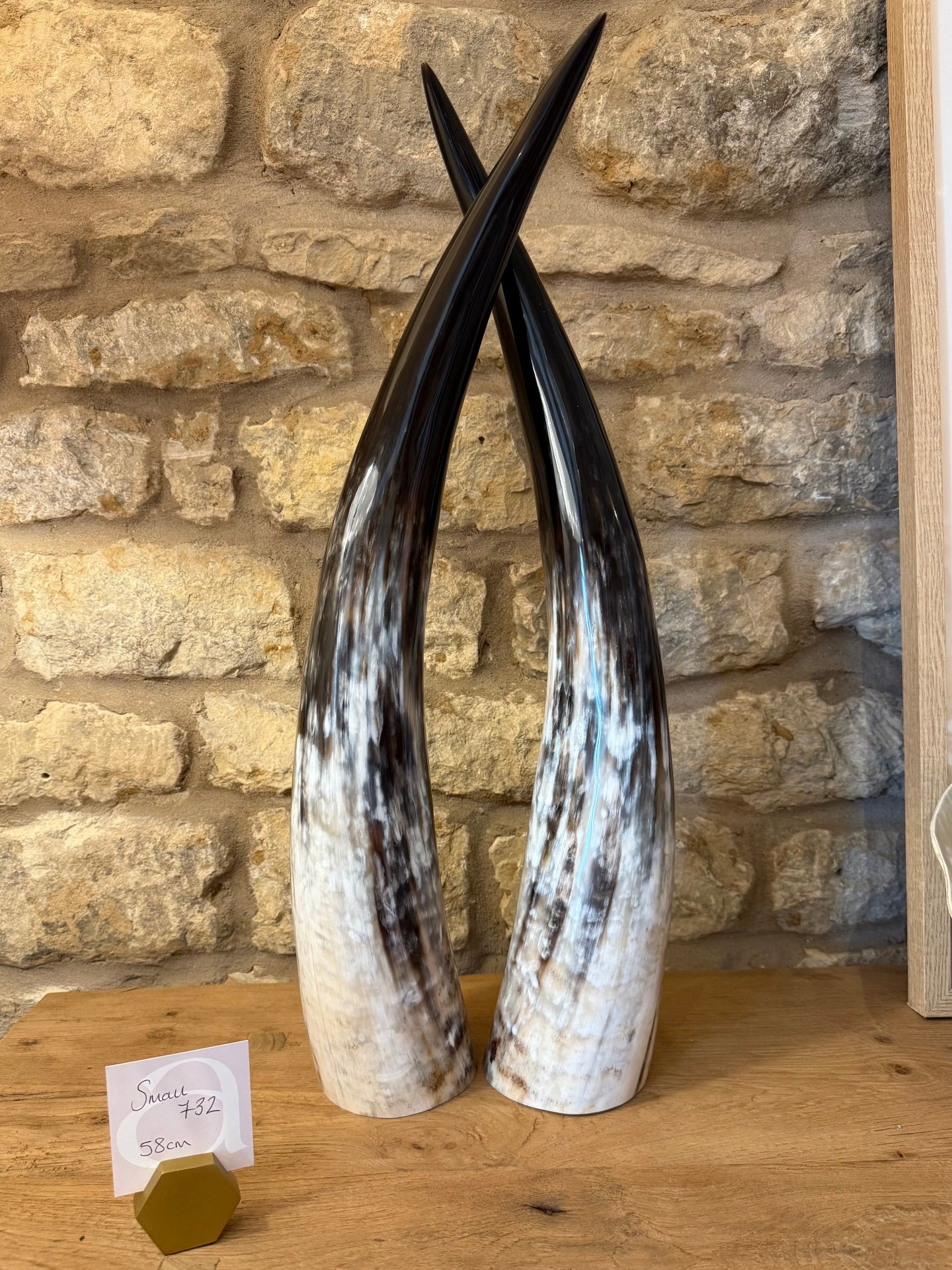 Ankole Cattle Horns - Small 732
