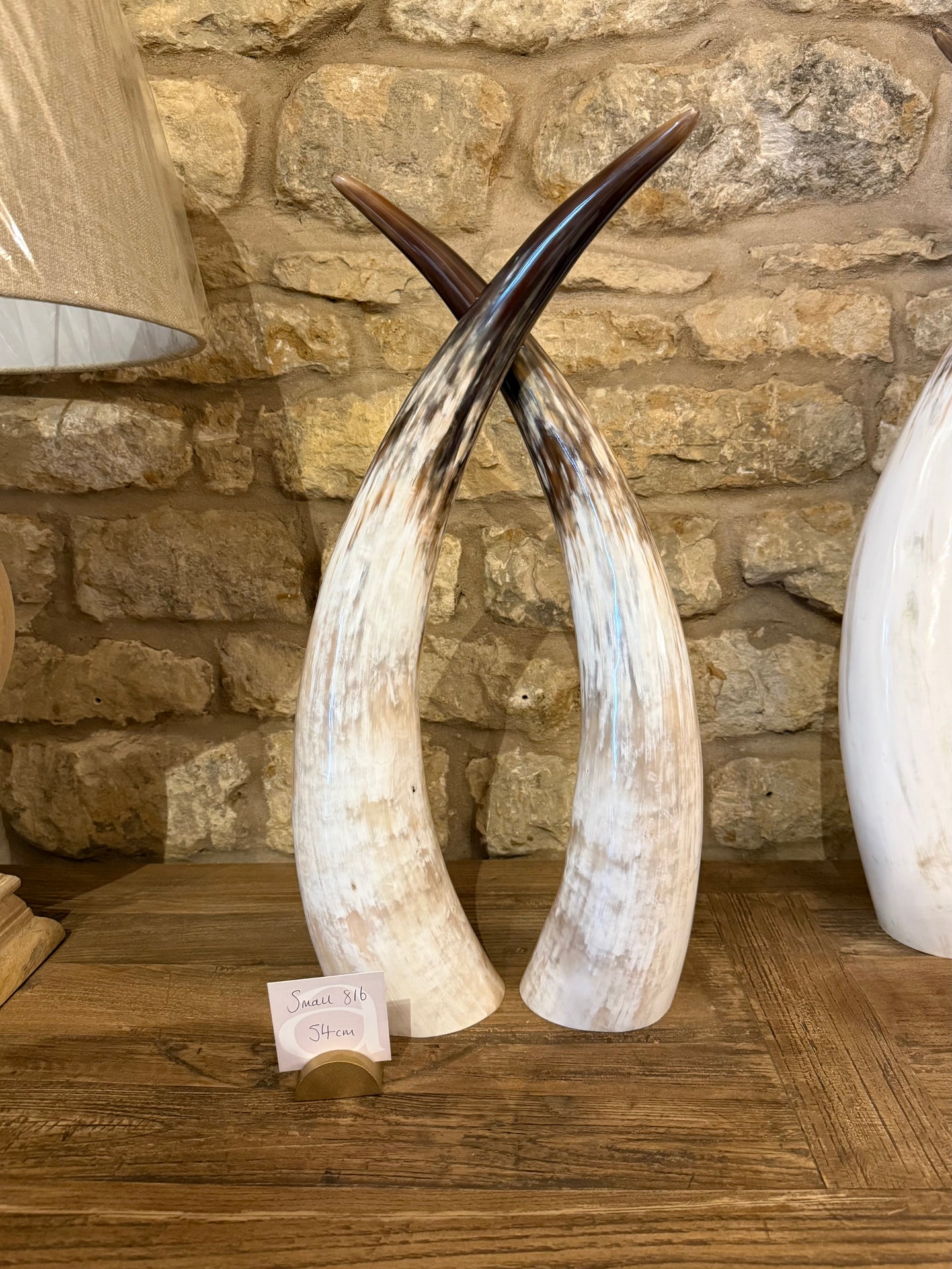 Ankole Cattle Horns - Small 816