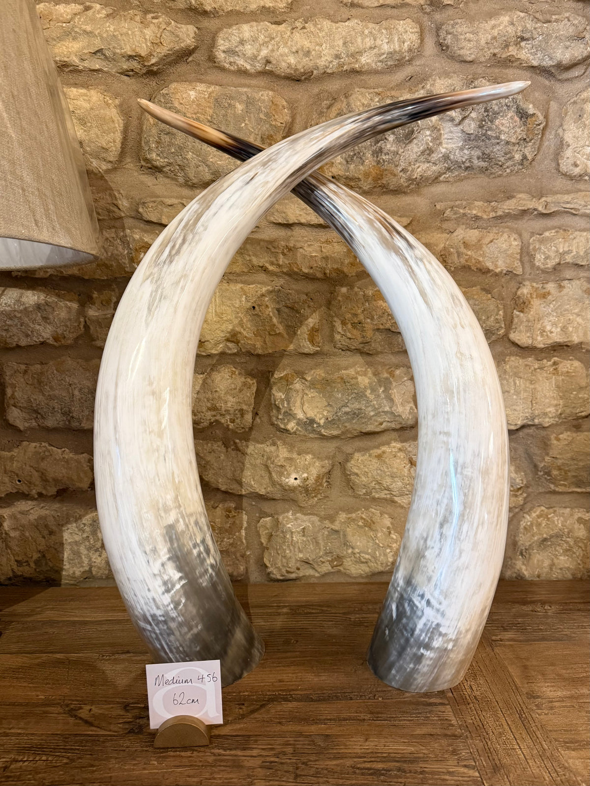 Ankole Cattle Horns - Medium 456