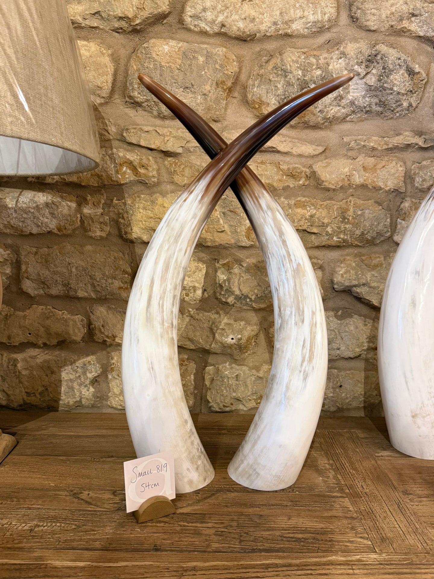 Ankole Cattle Horns - Small 819