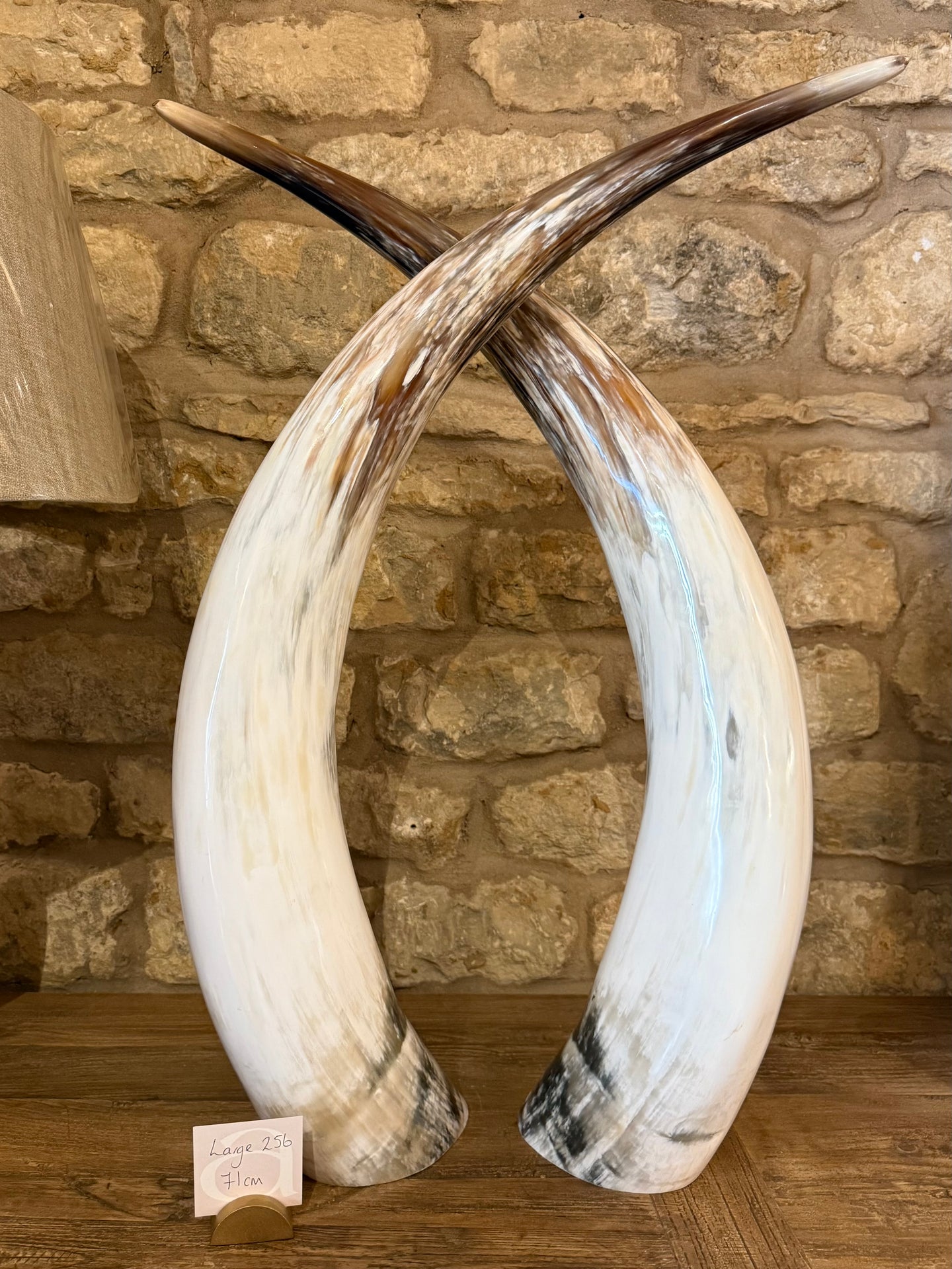 Ankole Cattle Horns - Large 256