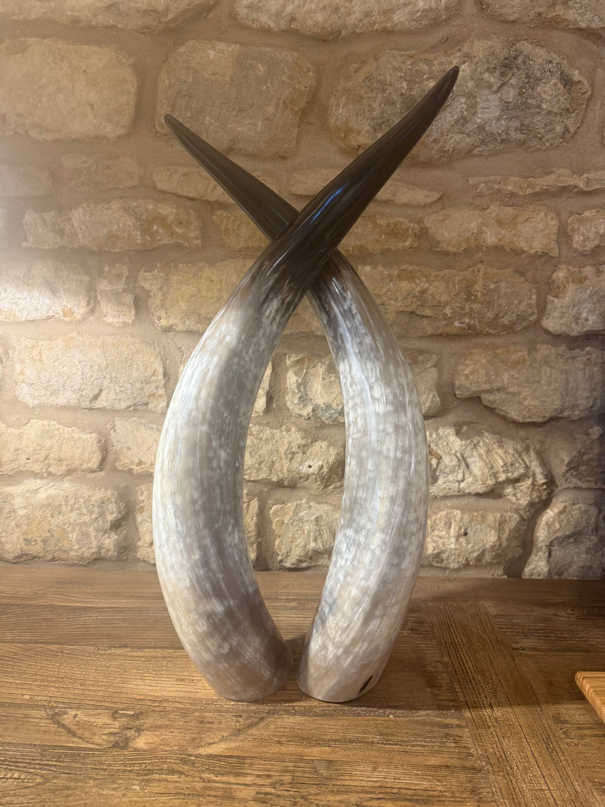 Ankole Cattle Horns - Small 887