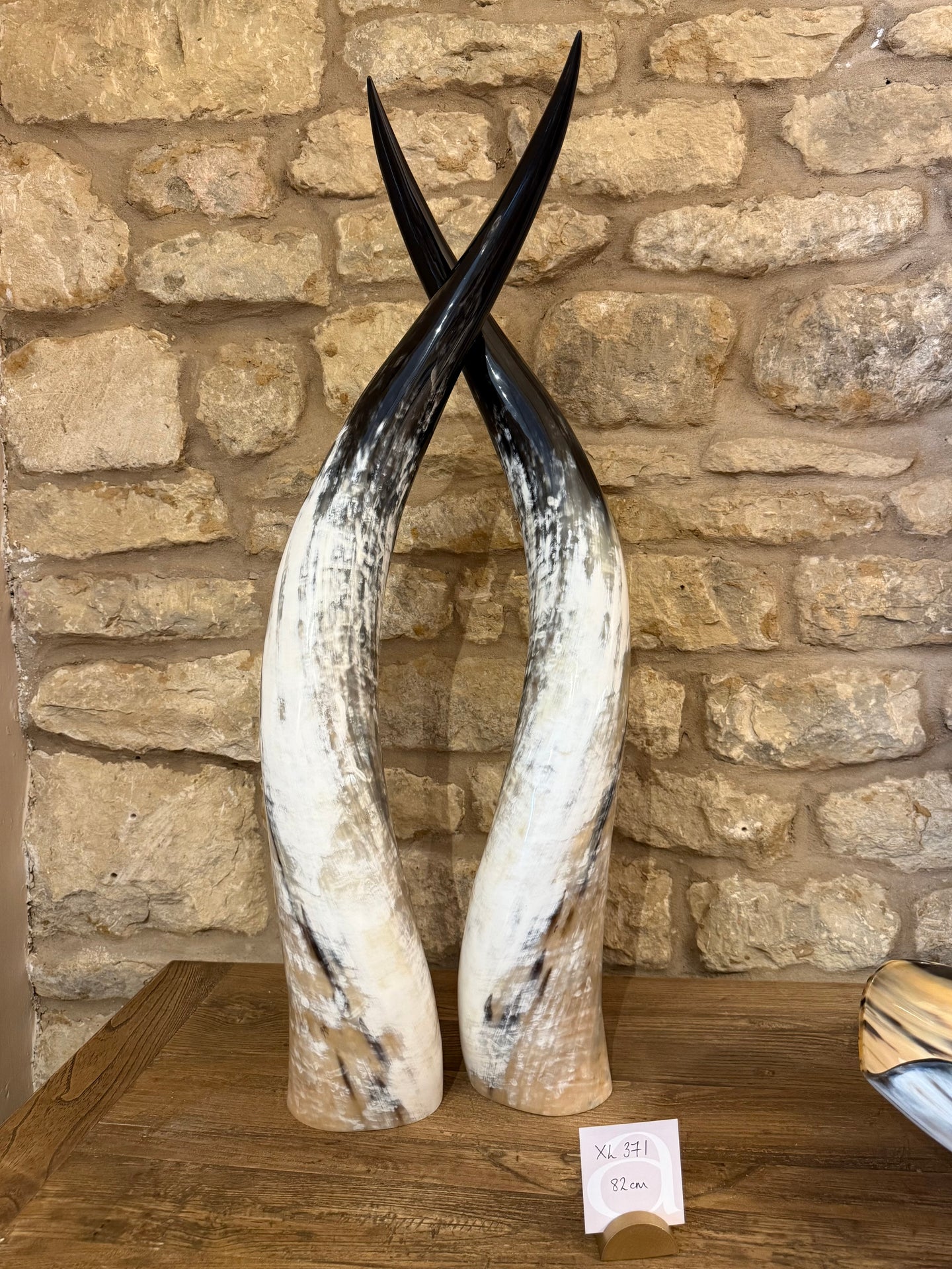 Ankole Cattle Horns - X Large 371