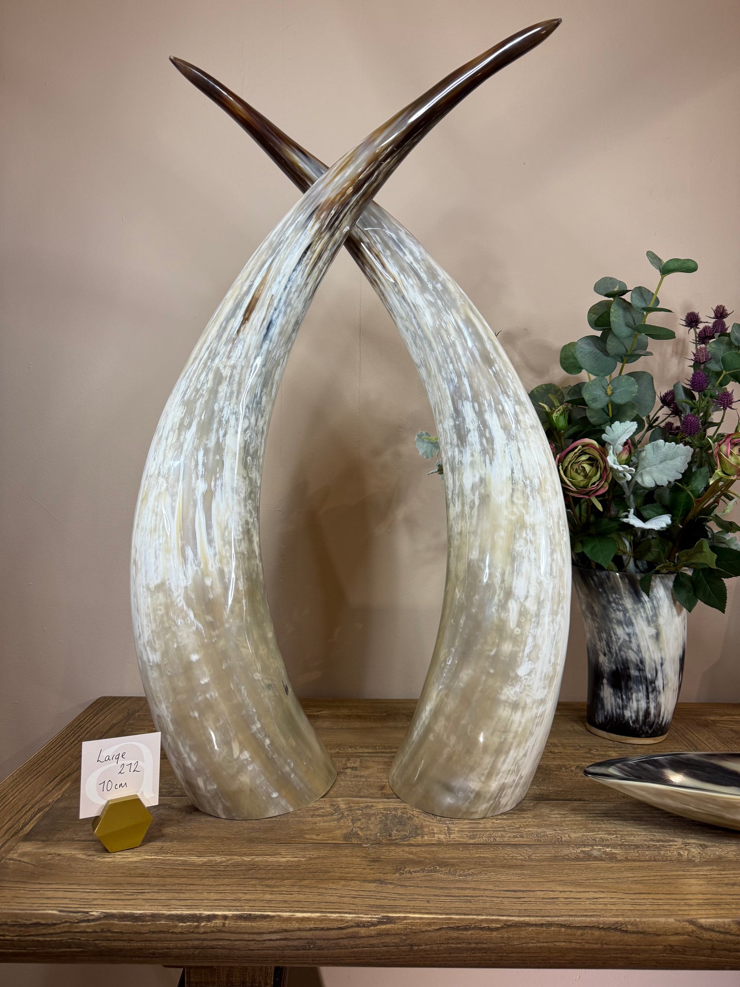 Ankole Cattle Horns - Large 272