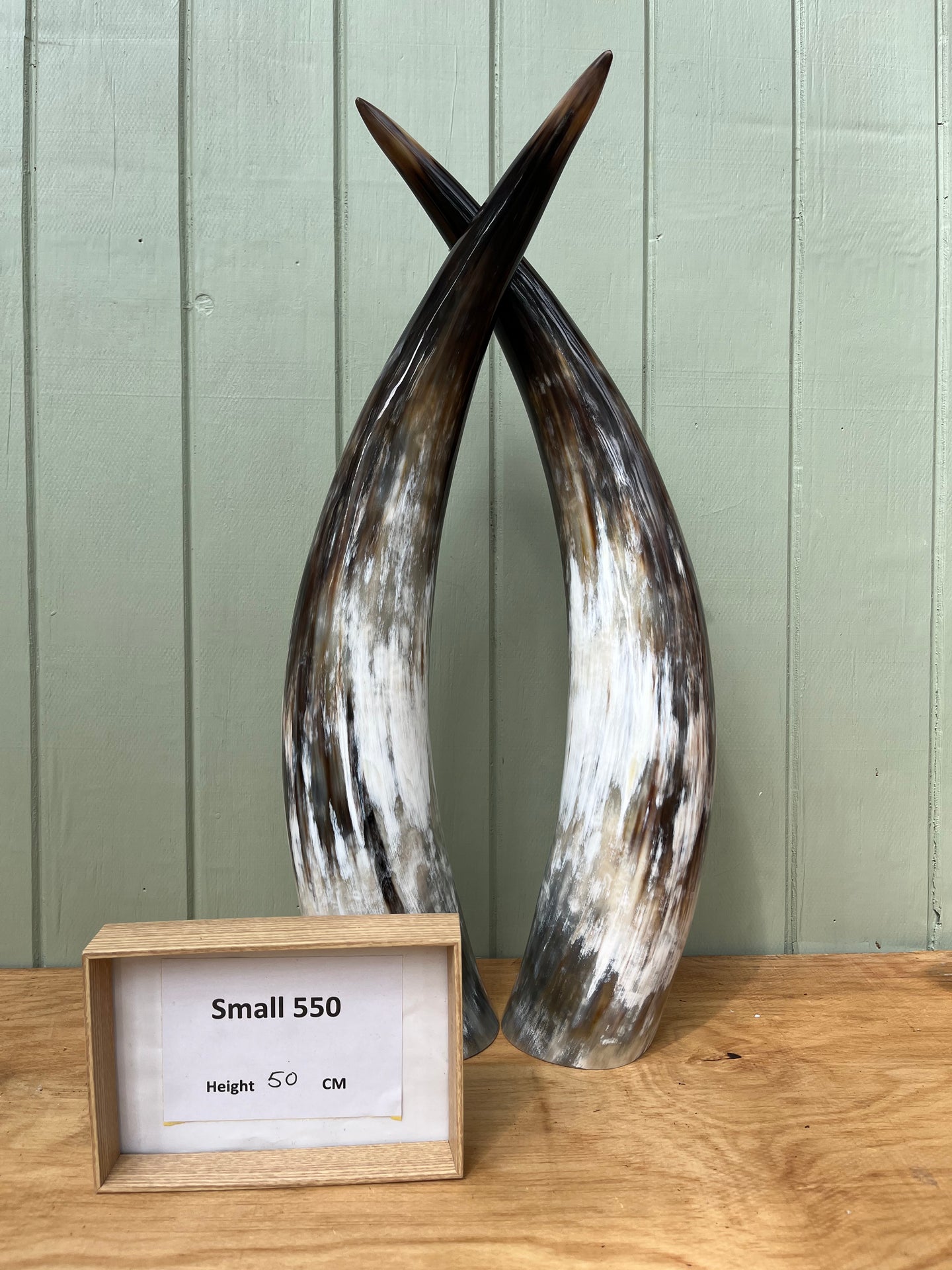 Ankole Cattle Horns - Small 550