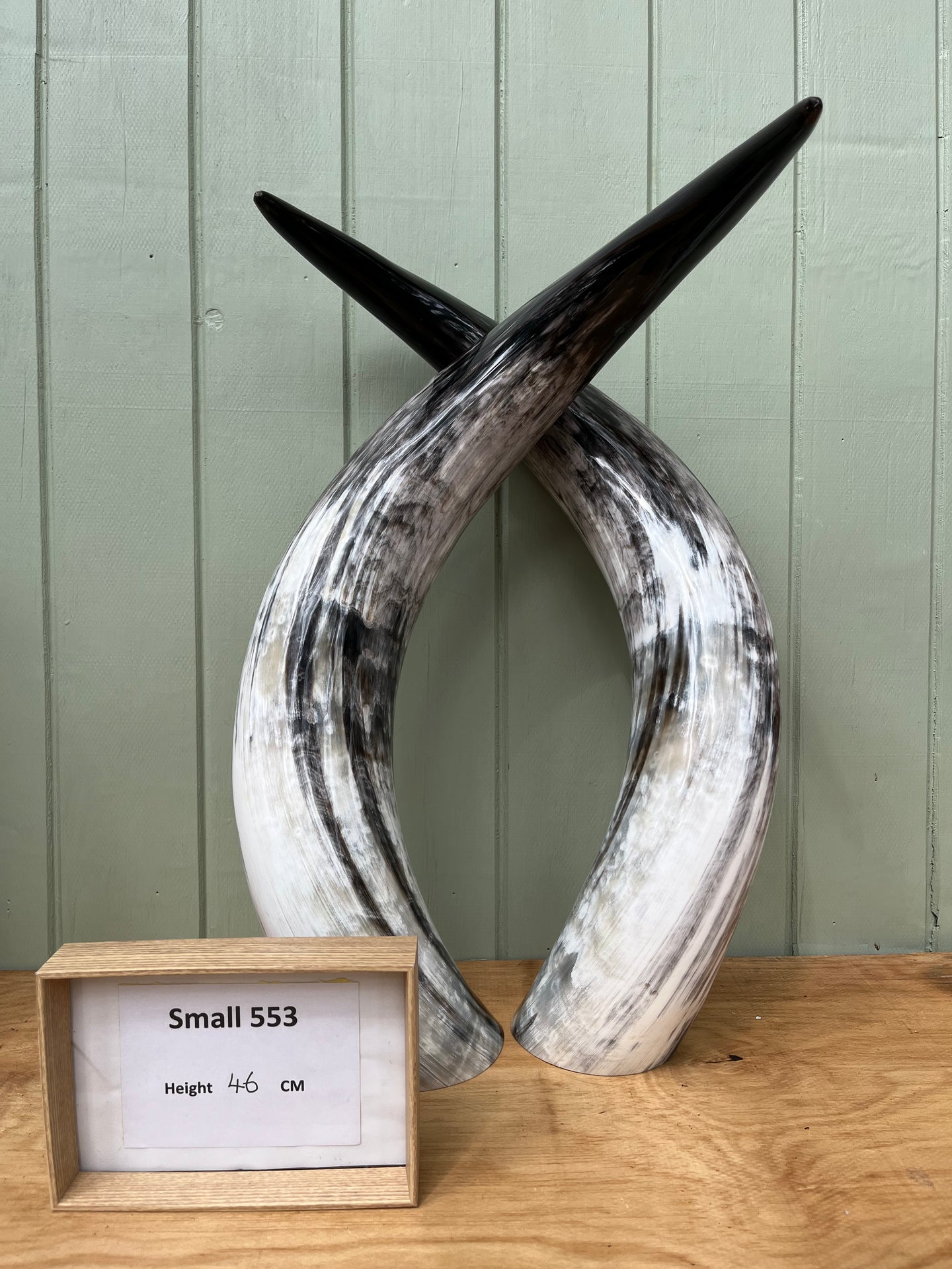 Ankole Cattle Horns - Small 553