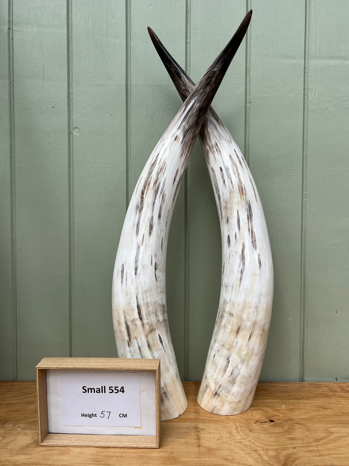 Ankole Cattle Horns - Small 554