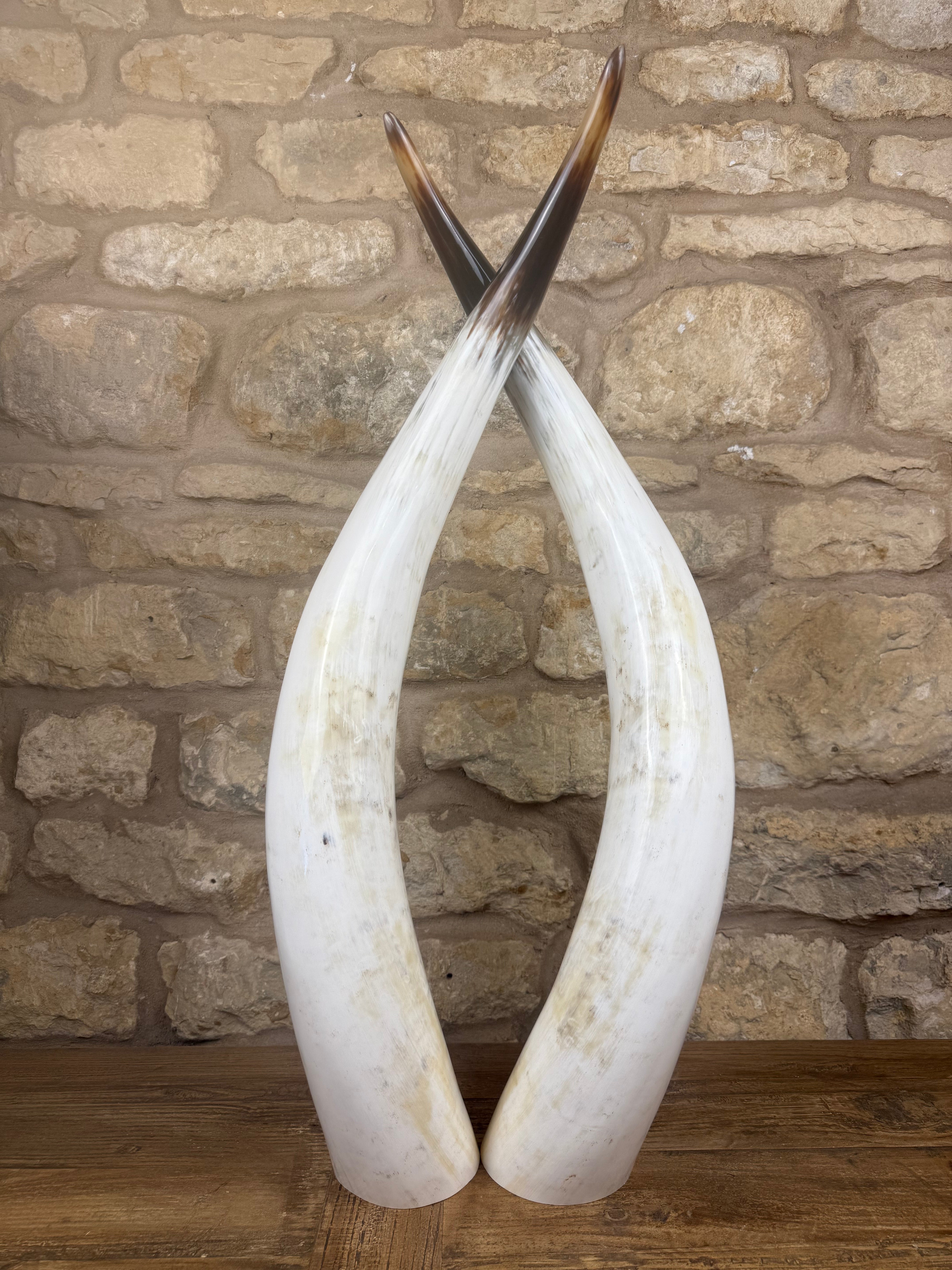 Ankole Cattle Horns - Large 283