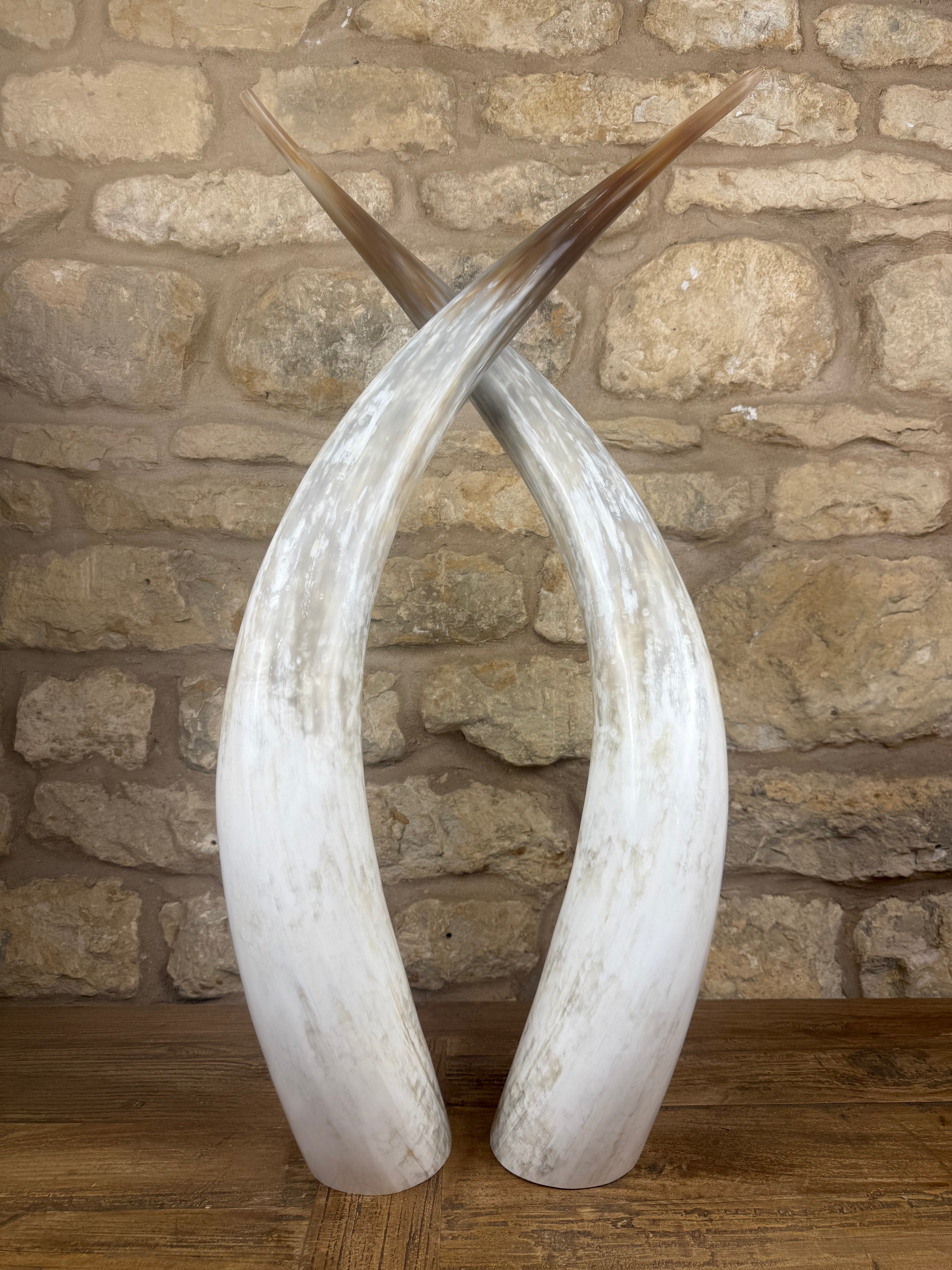Ankole Cattle Horns - Large 301