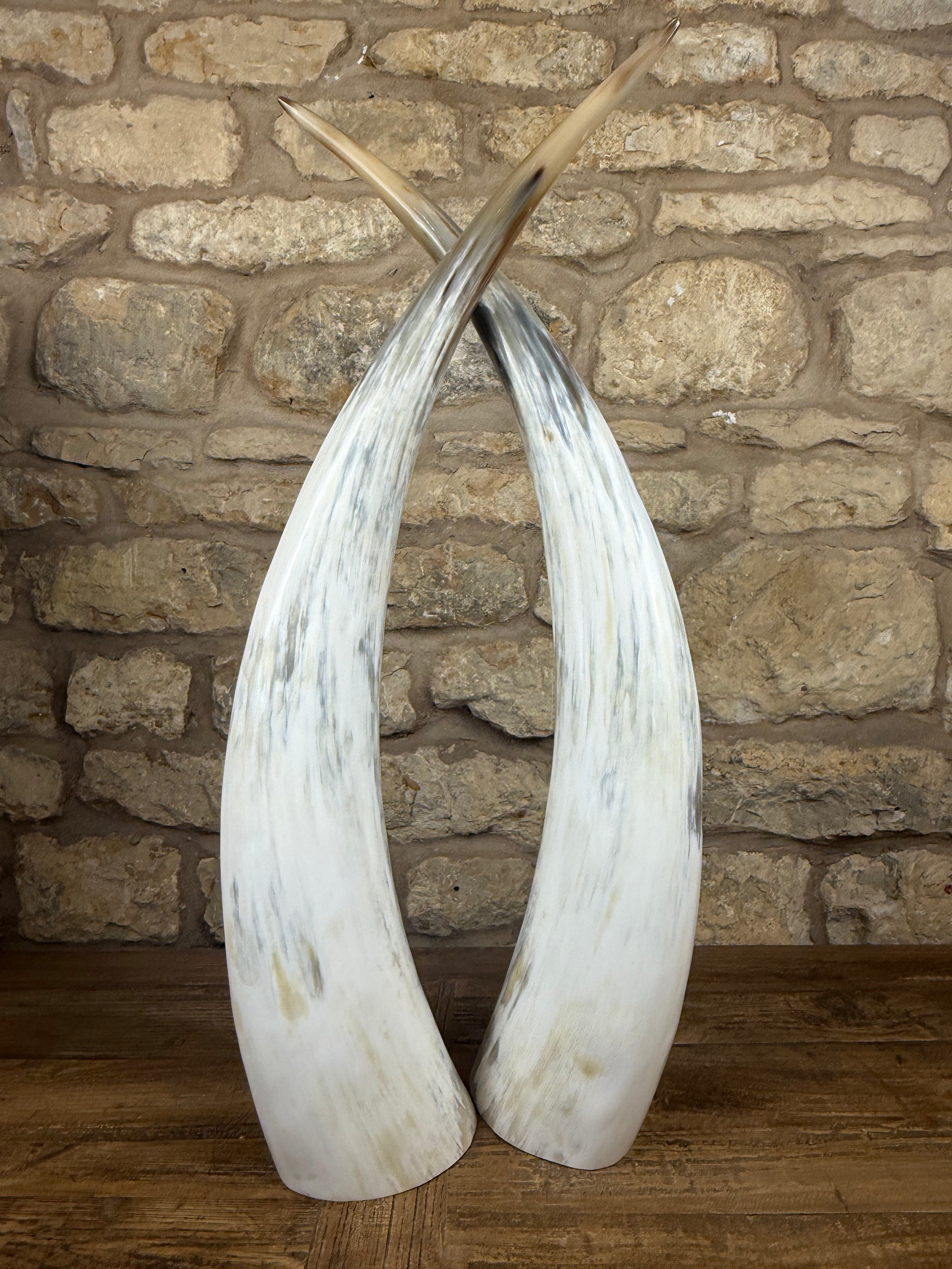 Ankole Cattle Horns - Large 302