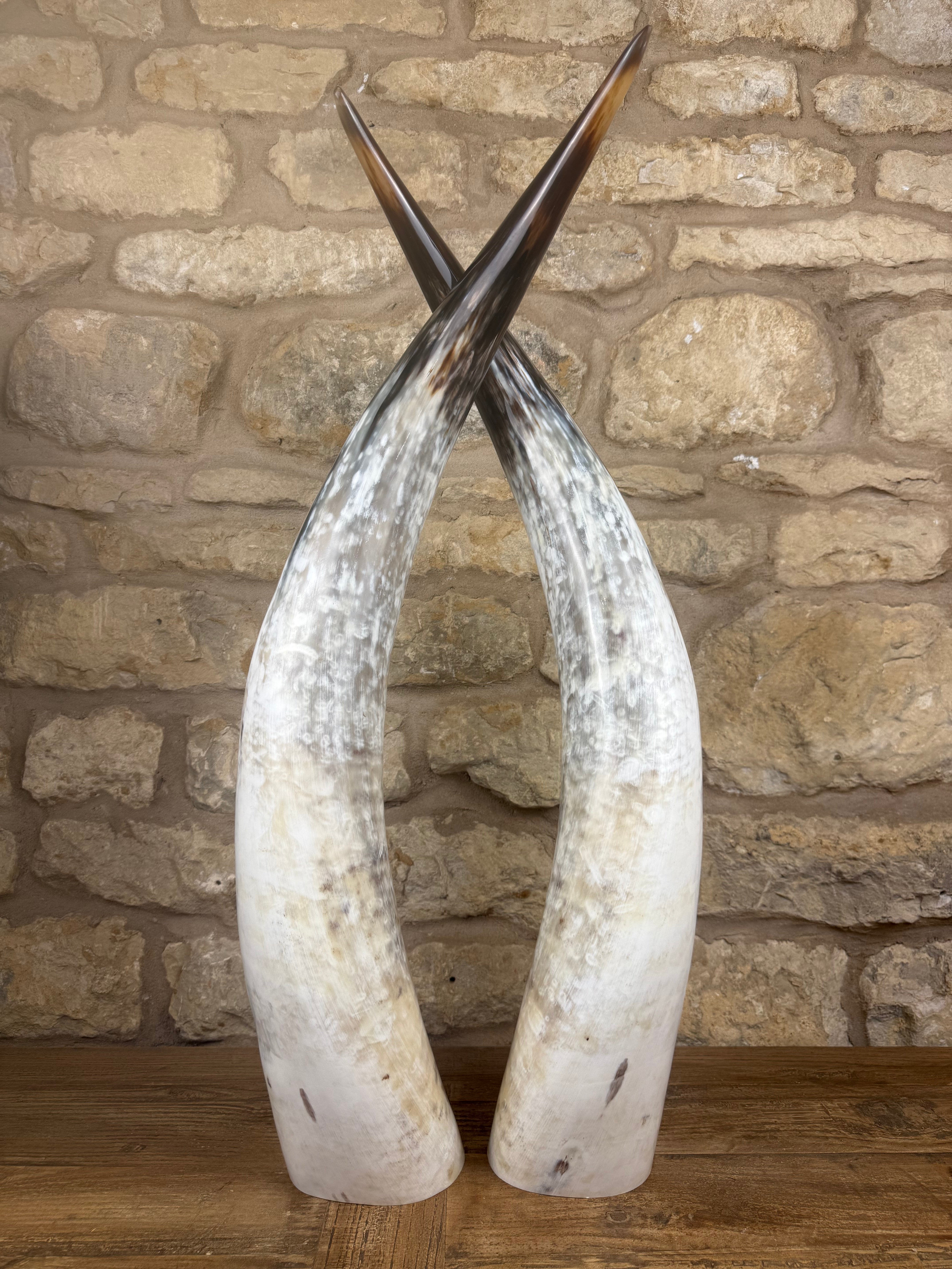 Ankole Cattle Horns - Large 304