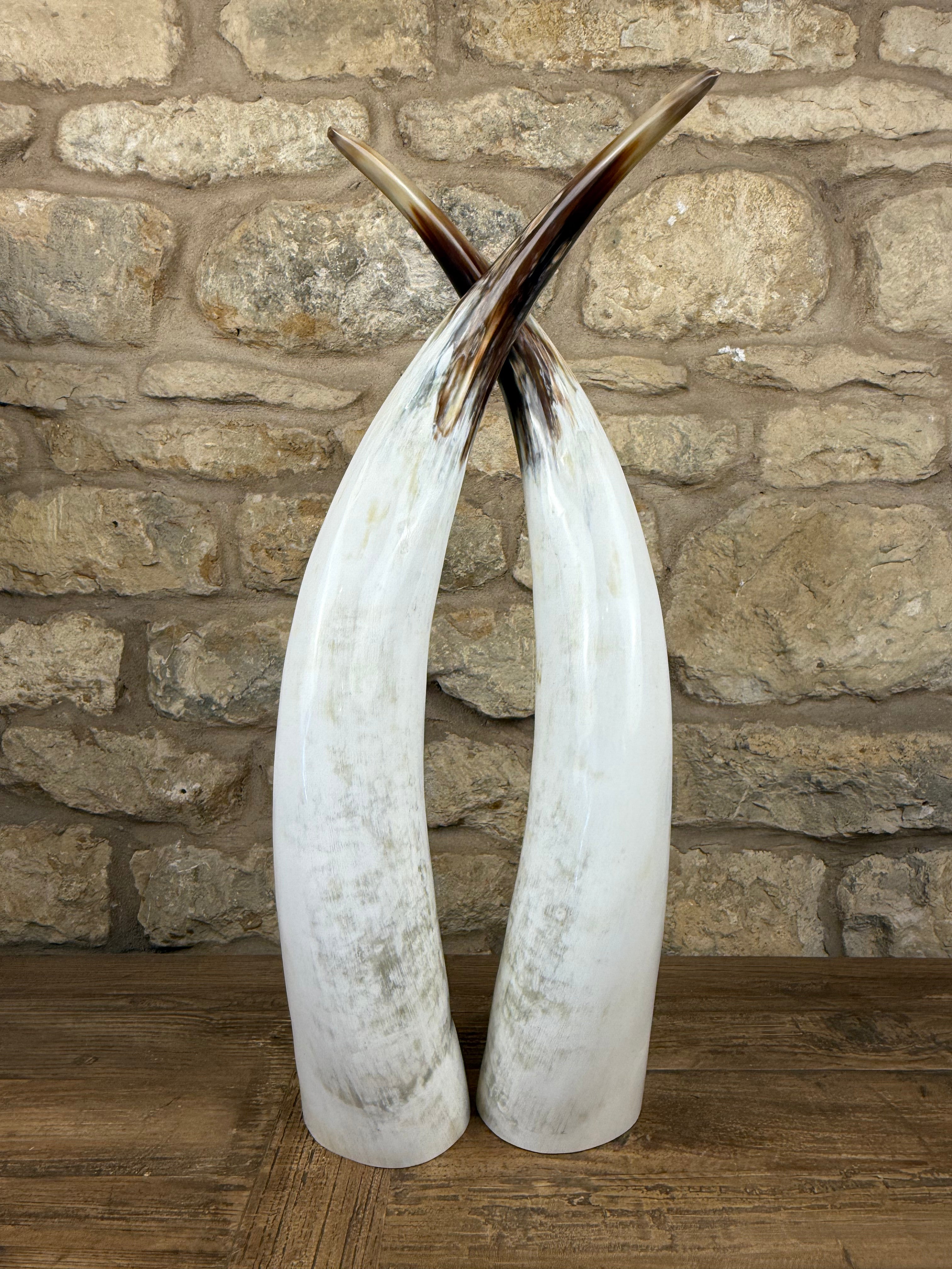 Ankole Cattle Horns - Medium 435