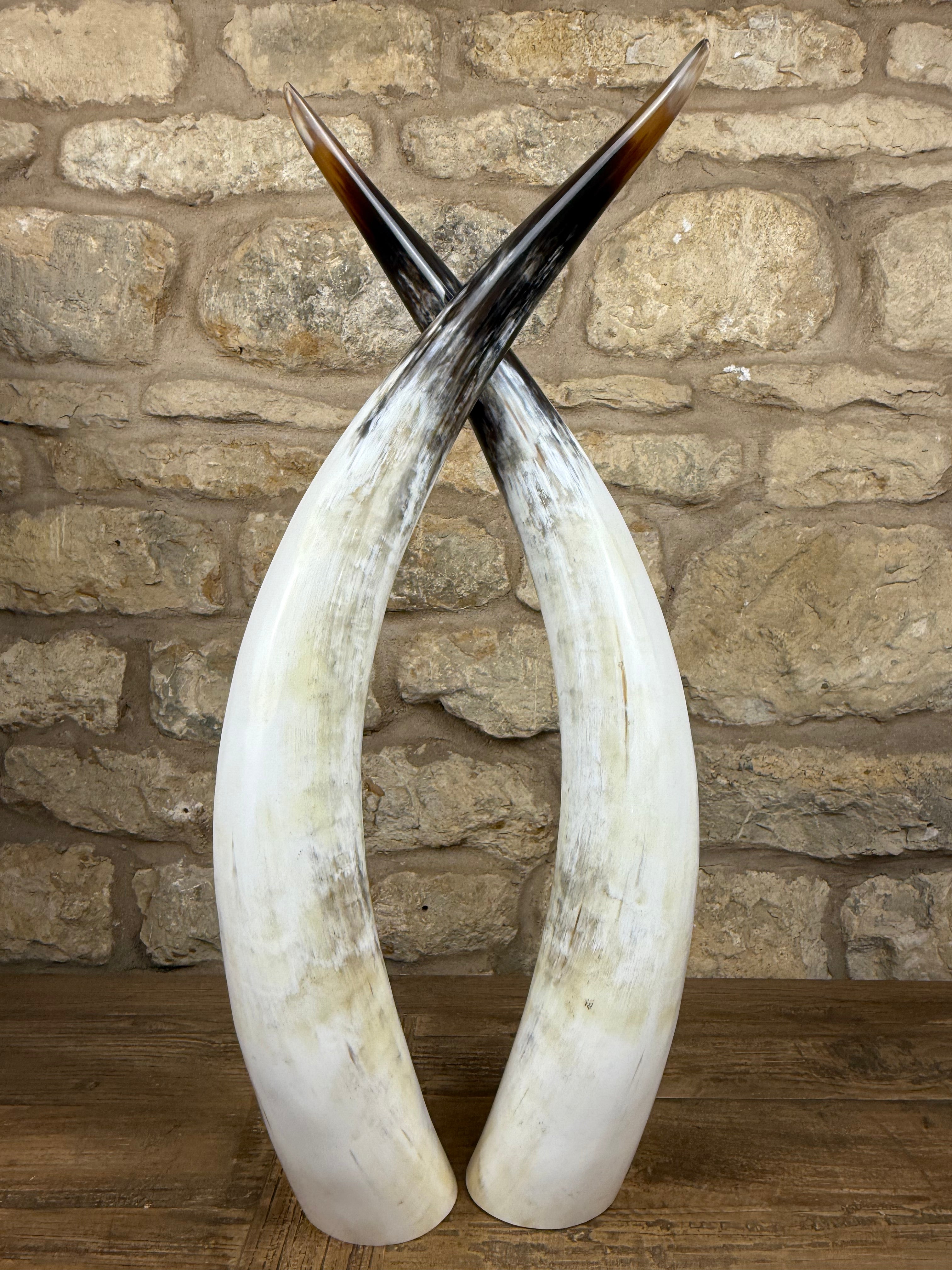 Ankole Cattle Horns - Medium 443
