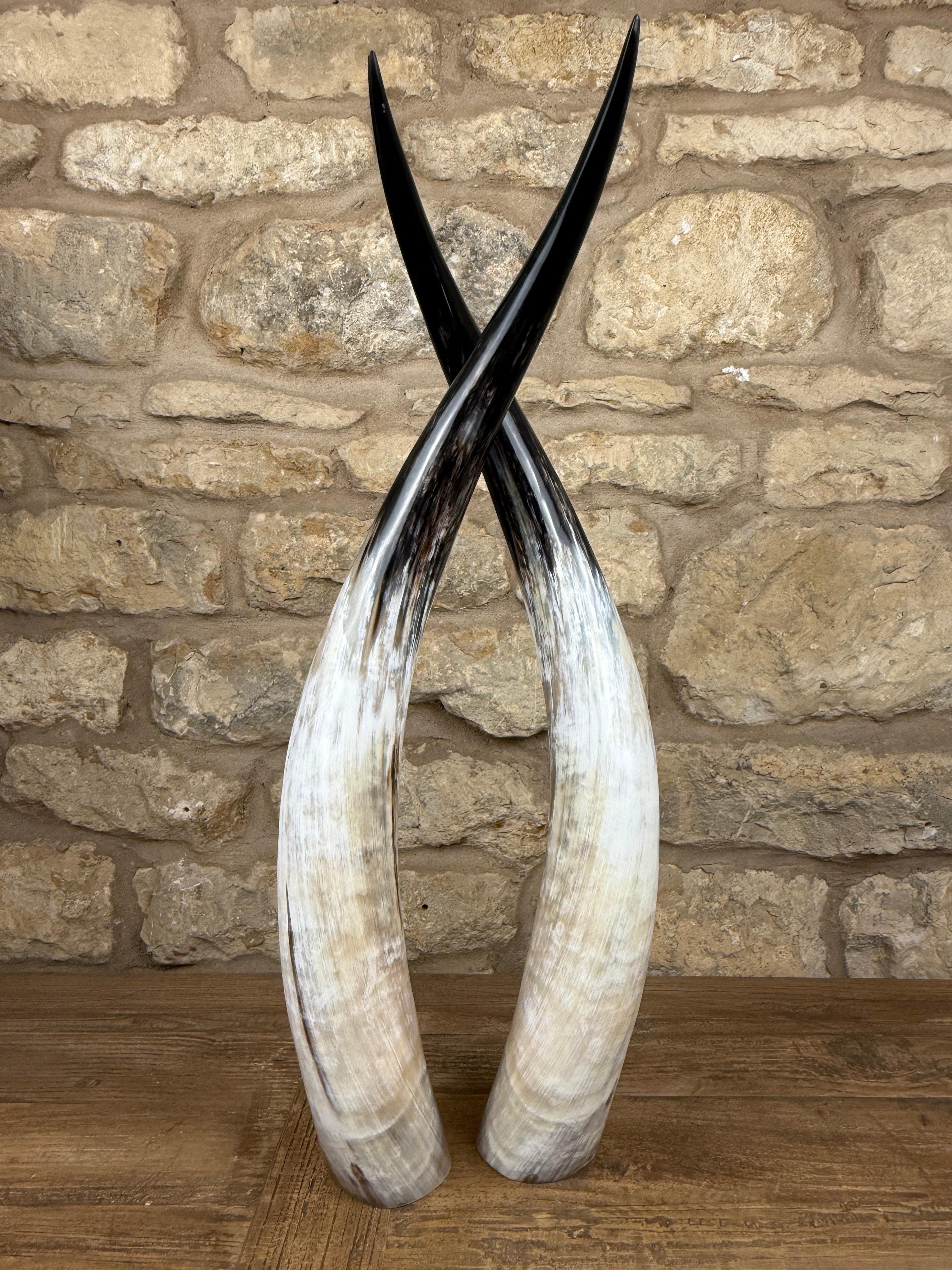 Ankole Cattle Horns - Medium 469