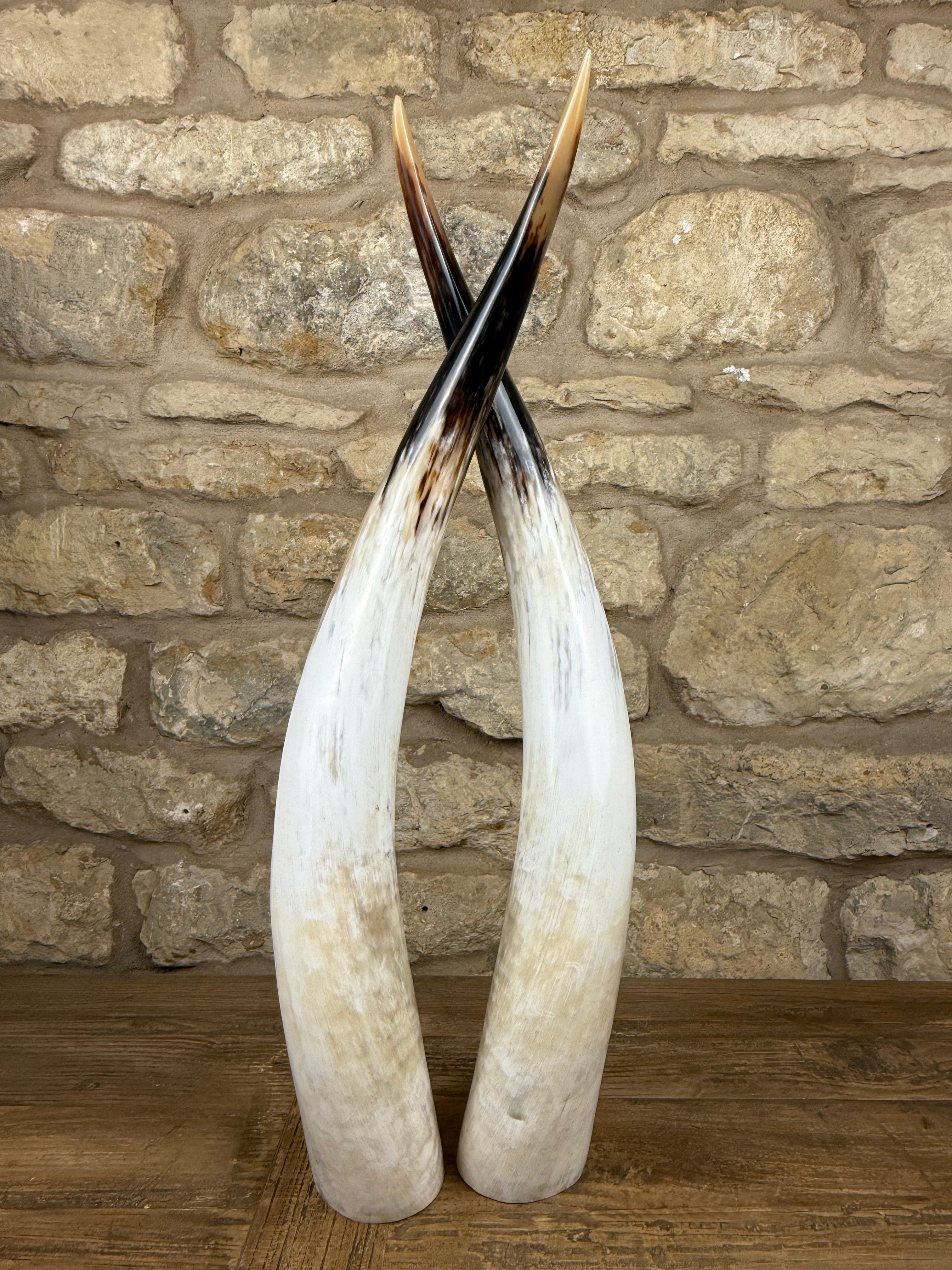 Ankole Cattle Horns - Medium 470