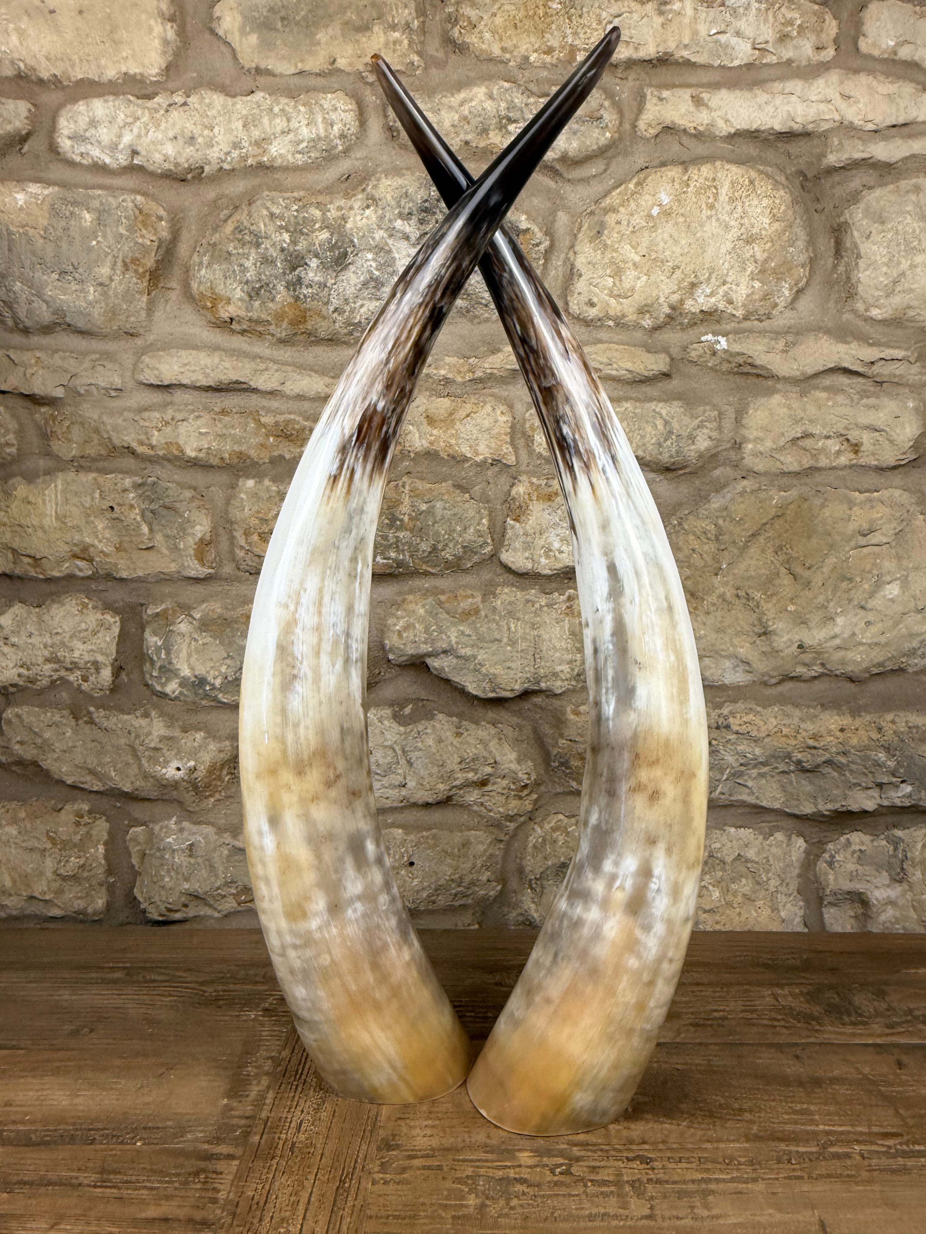 Ankole Cattle Horns - Medium 472