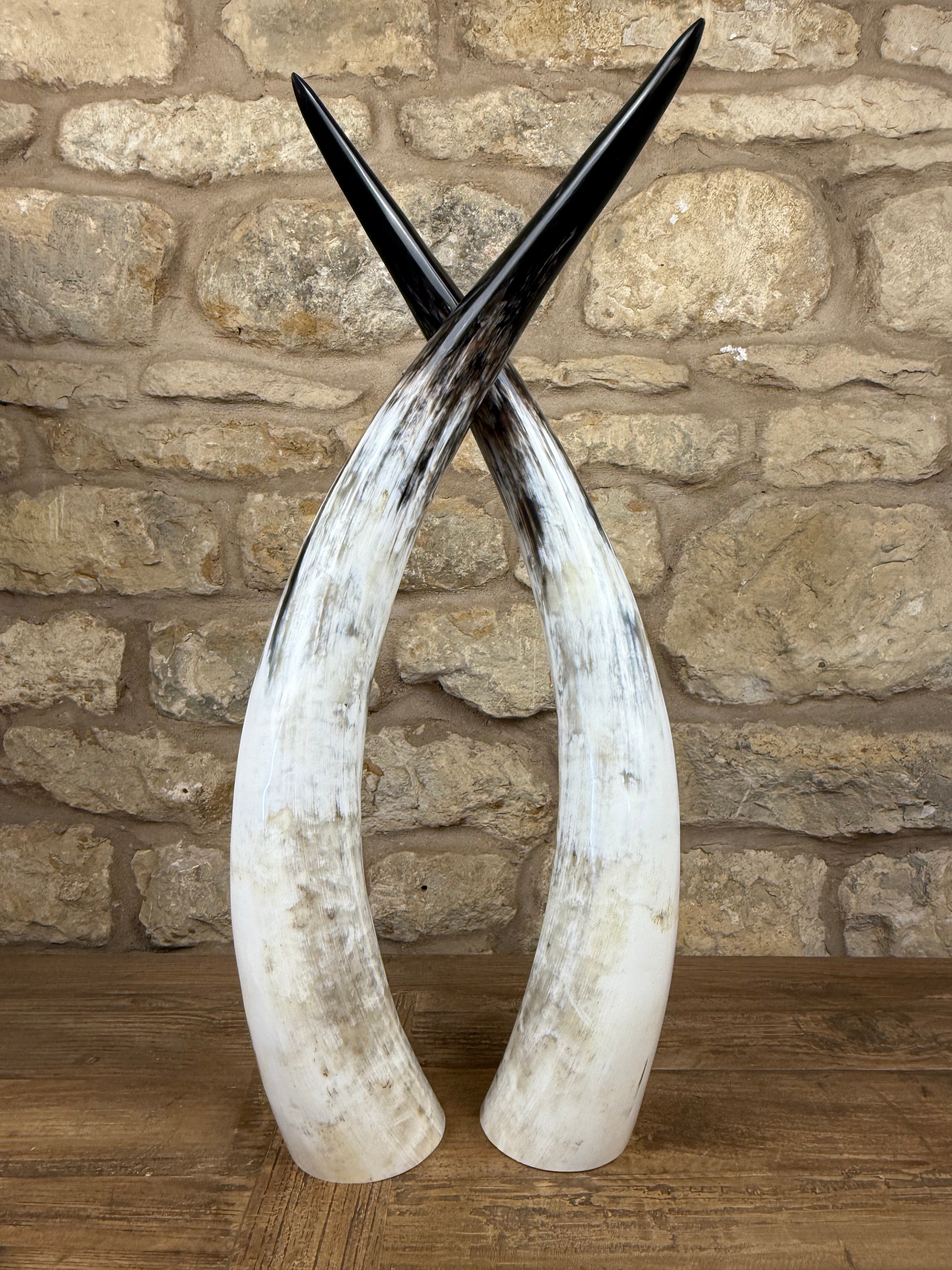 Ankole Cattle Horns - Medium 474