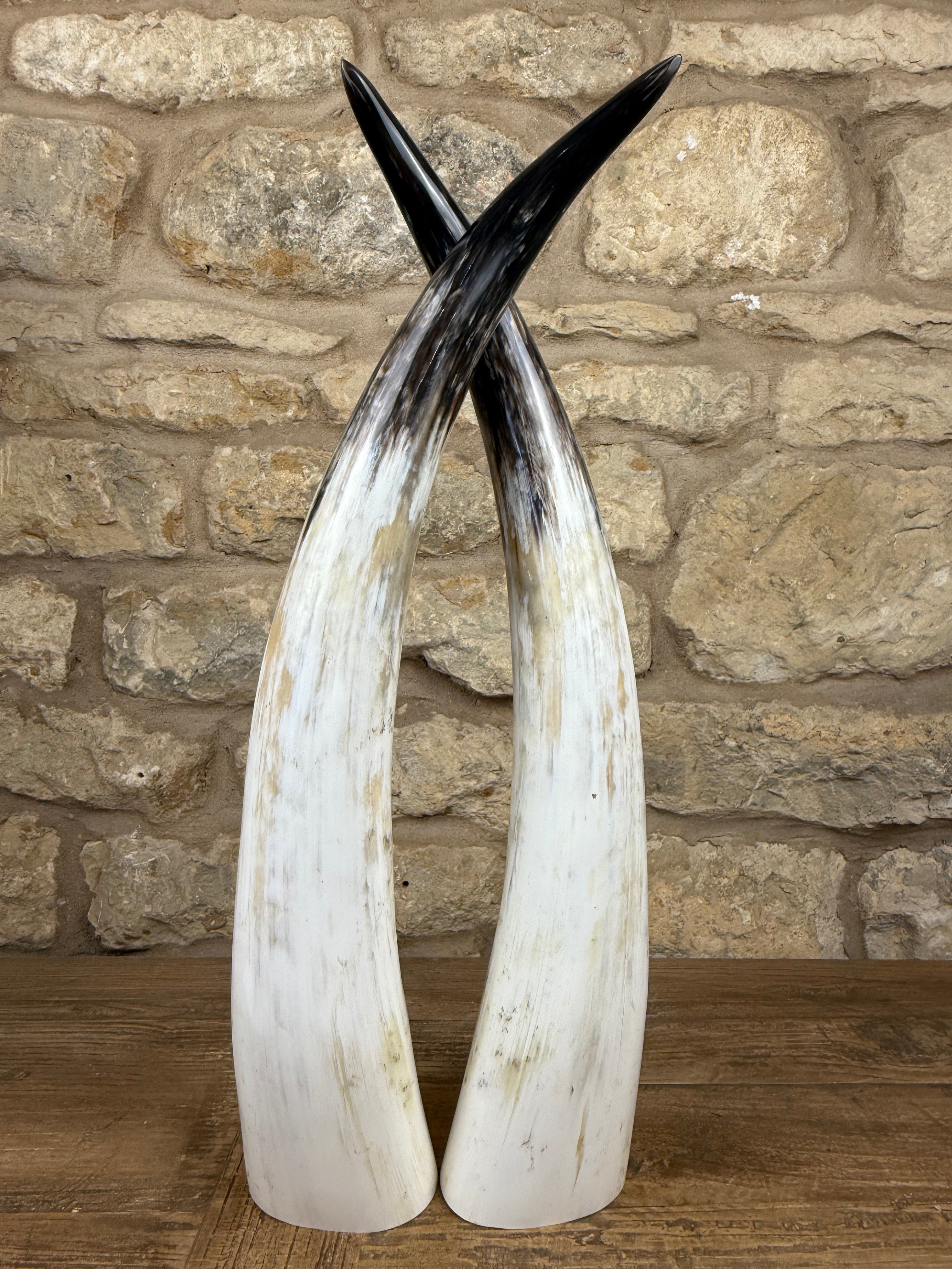 Ankole Cattle Horns - Small 829