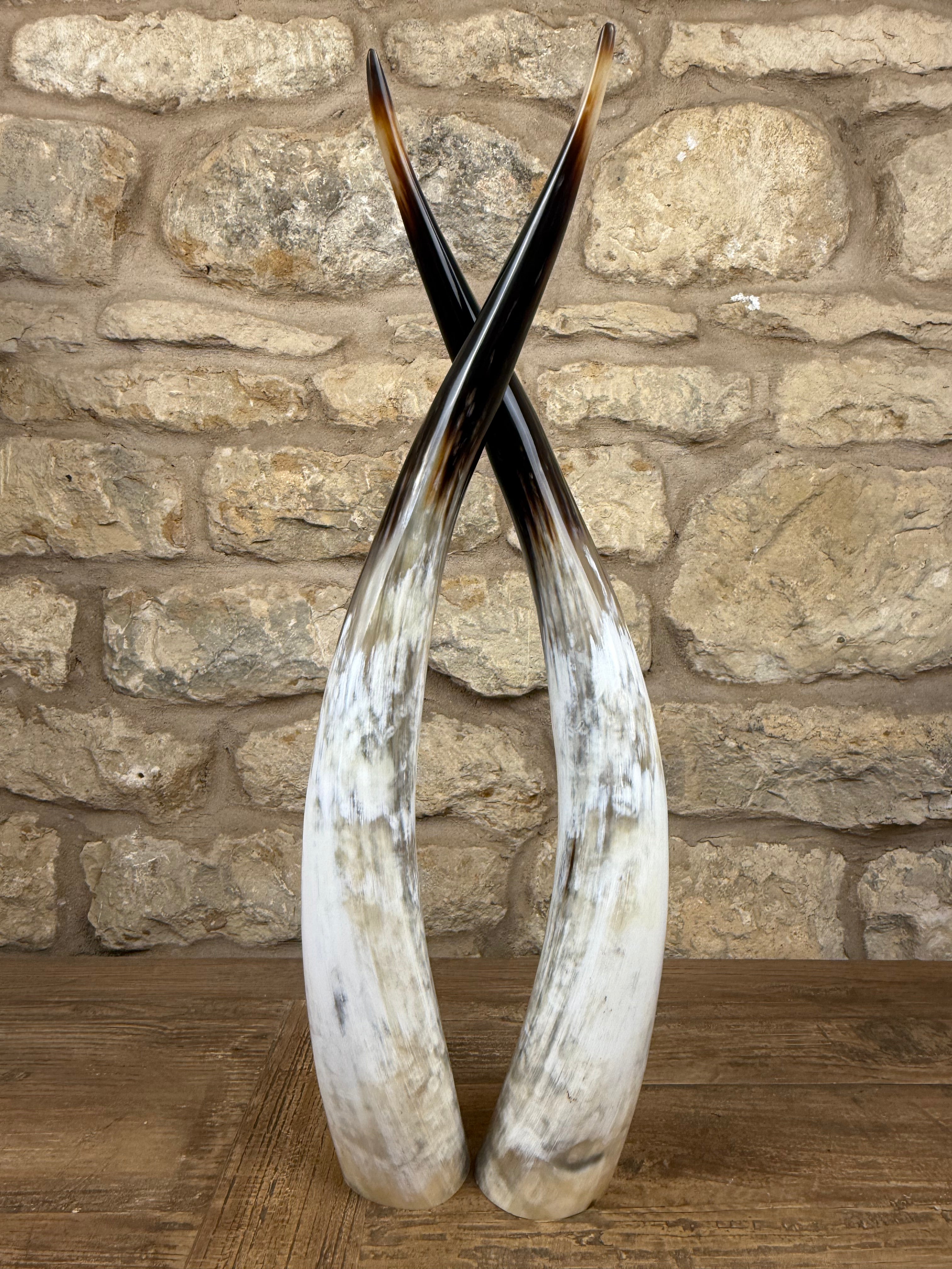 Ankole Cattle Horns - Small 835