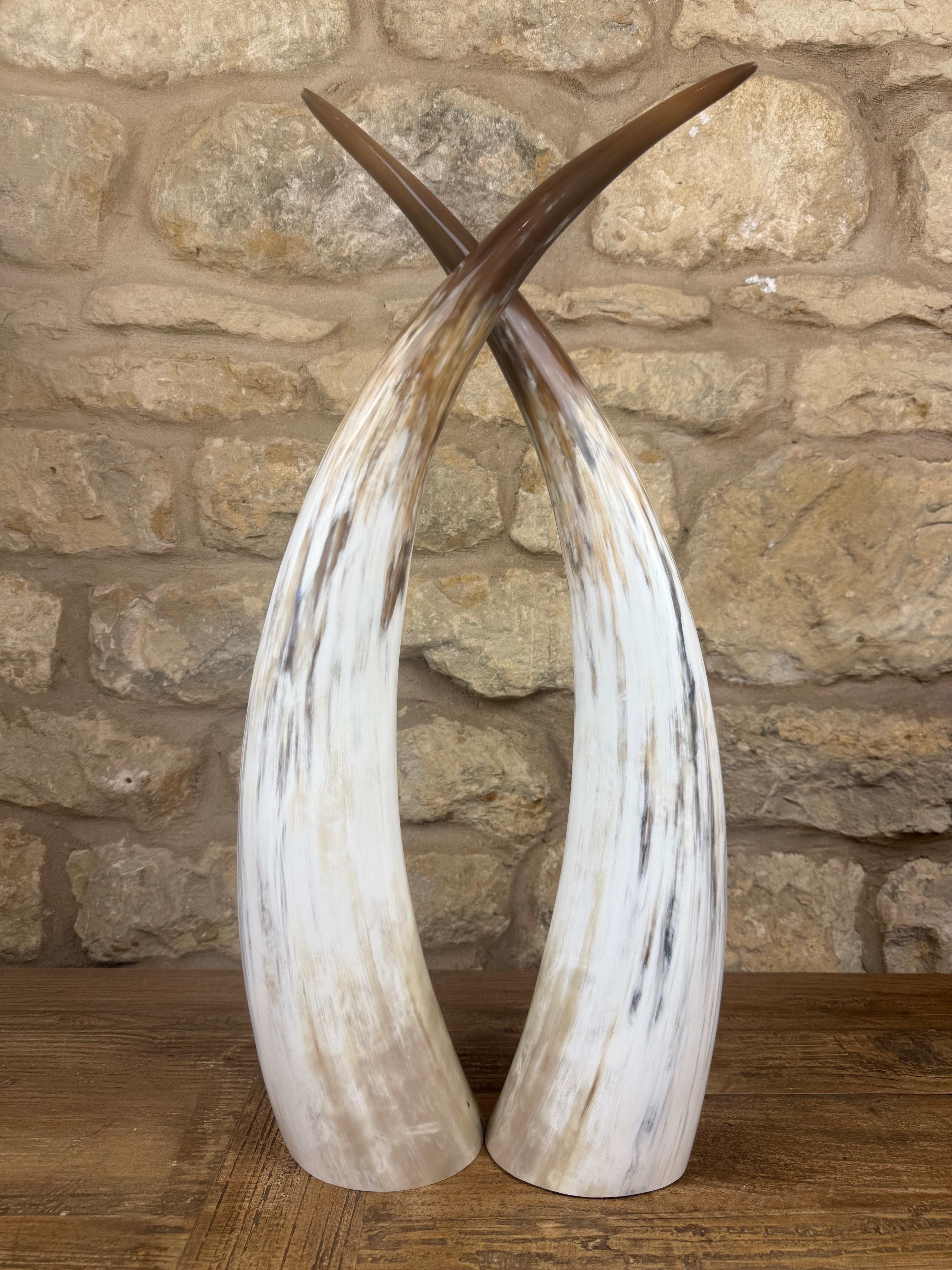 Ankole Cattle Horns - Small 865