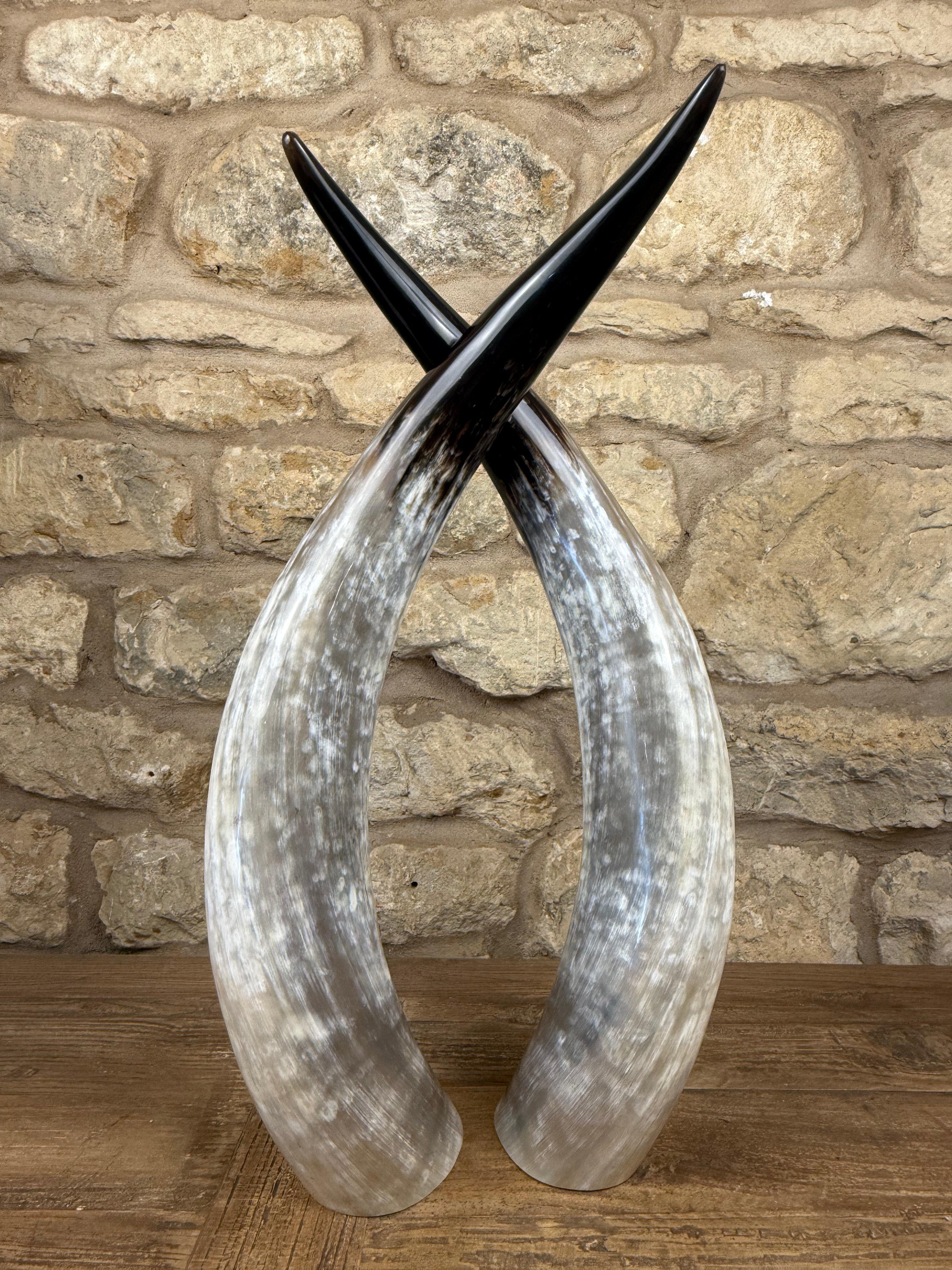 Ankole Cattle Horns - Small 887