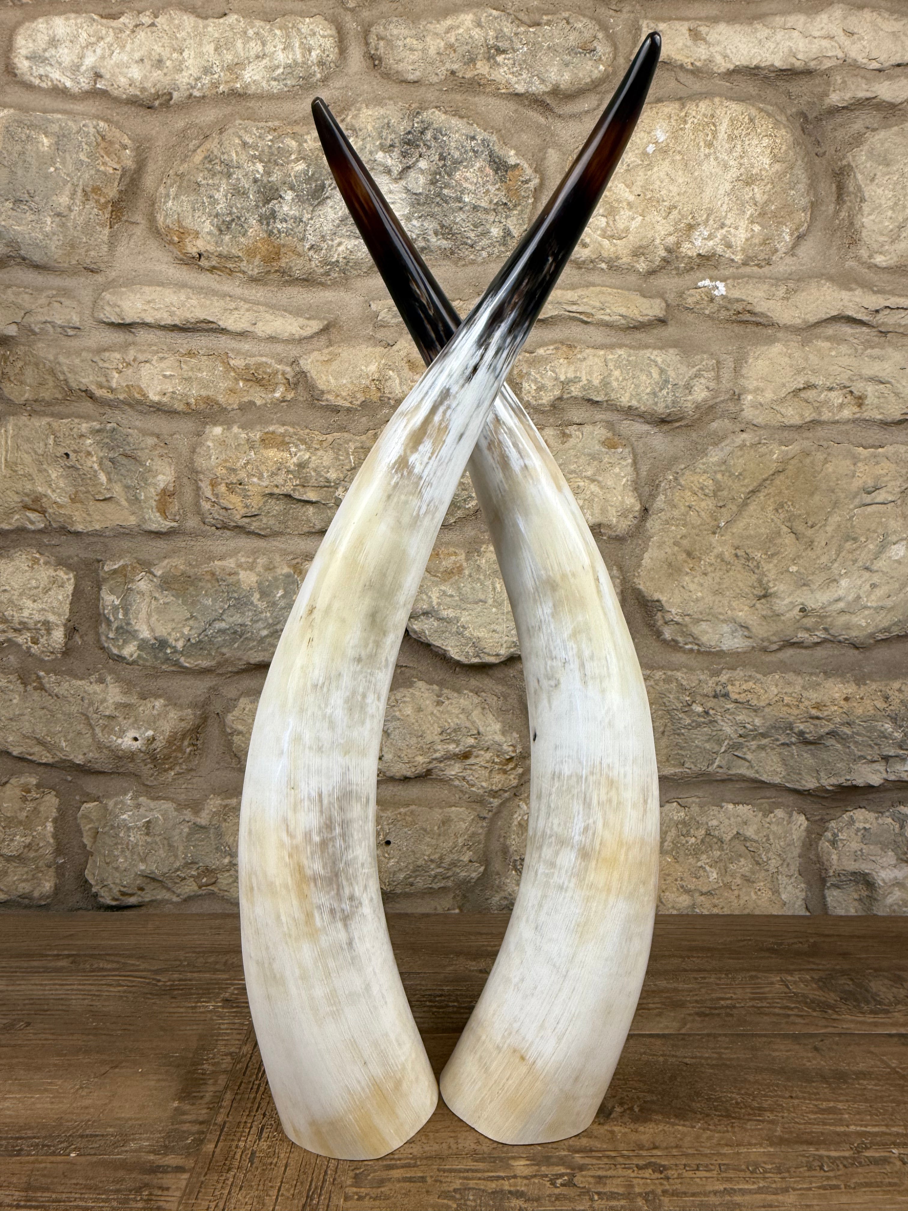 Ankole Cattle Horns - Small 888