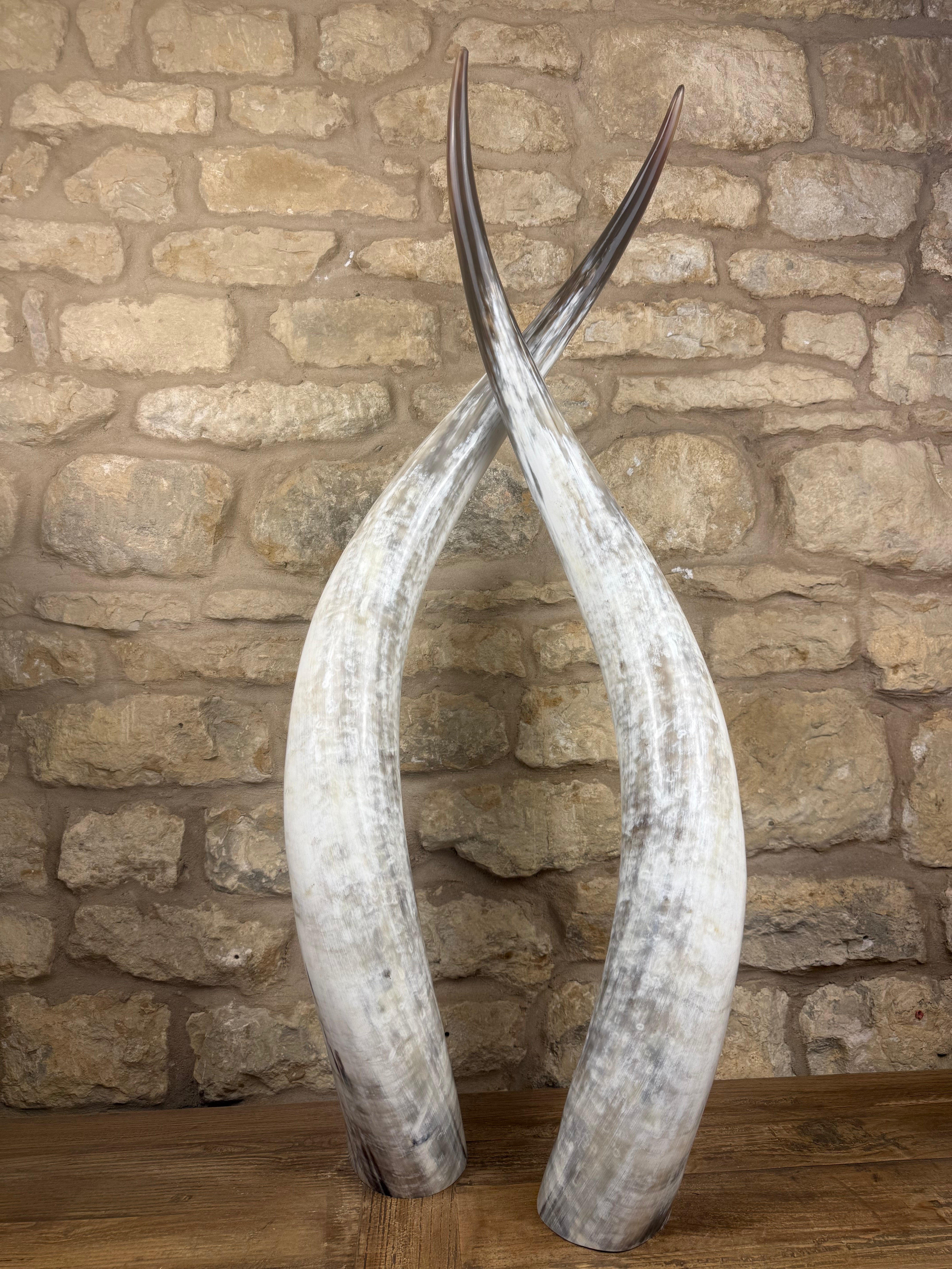 Ankole Cattle Horns - XX Large 143