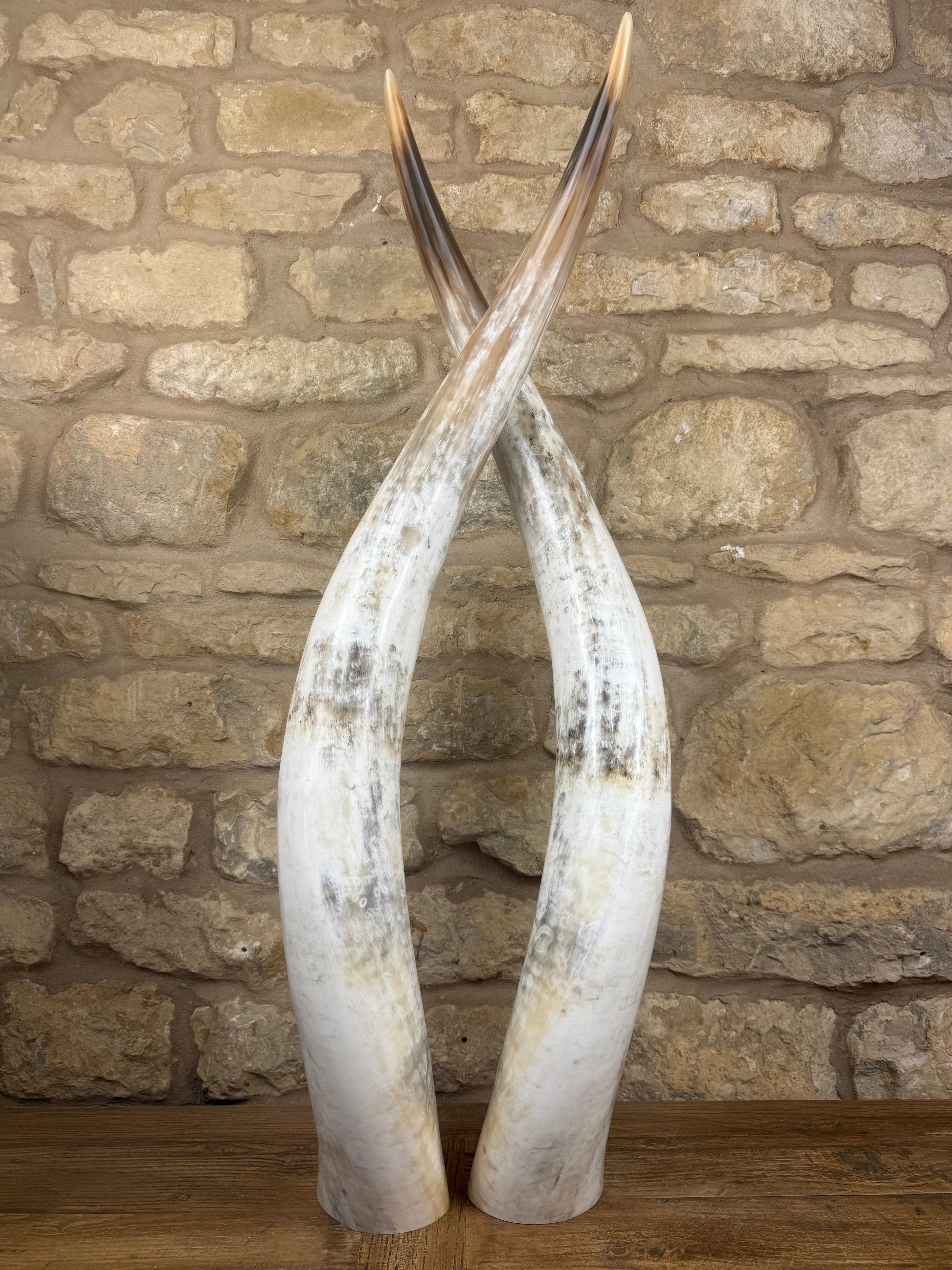 Ankole Cattle Horns - XX Large 150