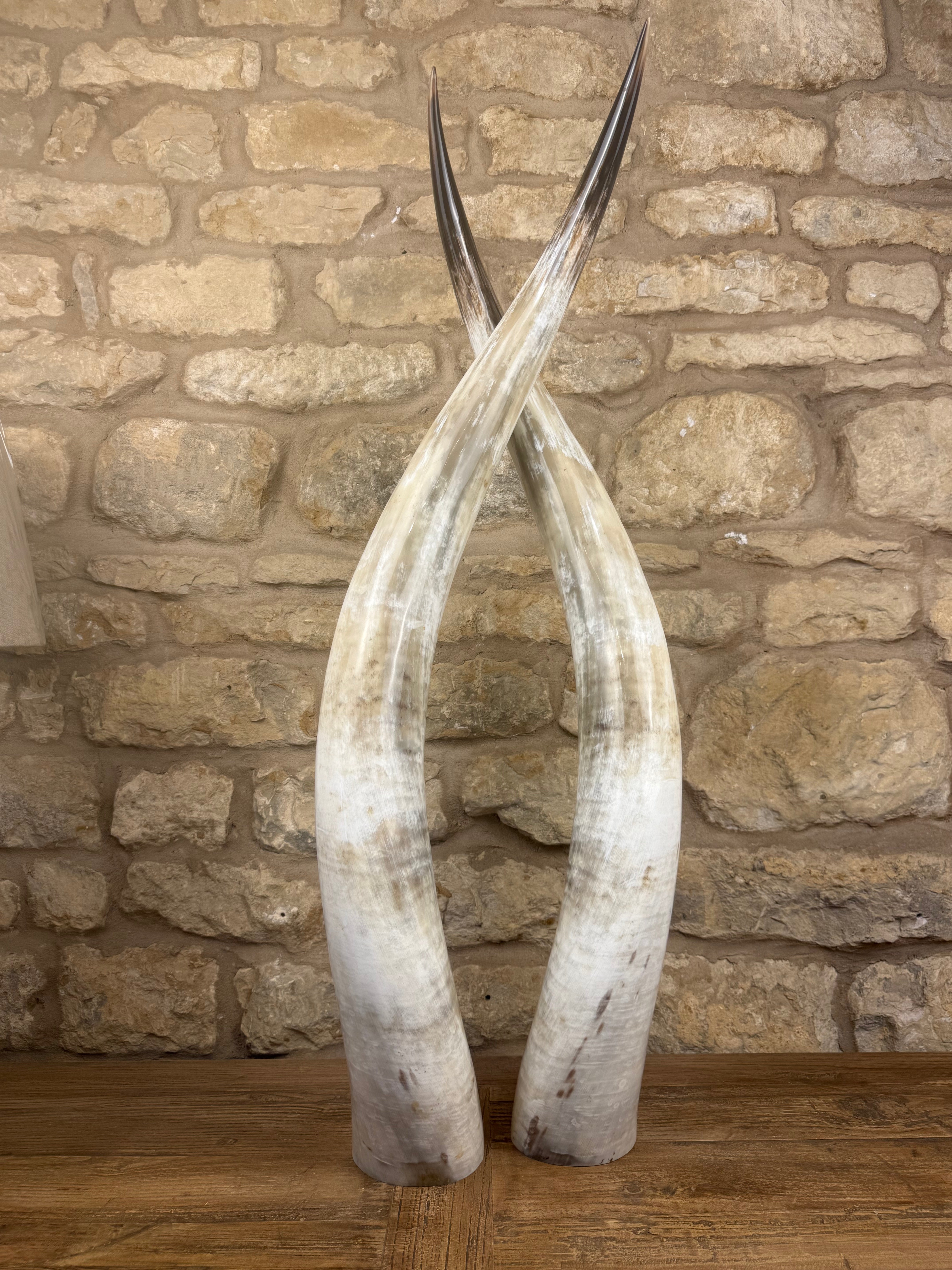 Ankole Cattle Horns - XX Large 159