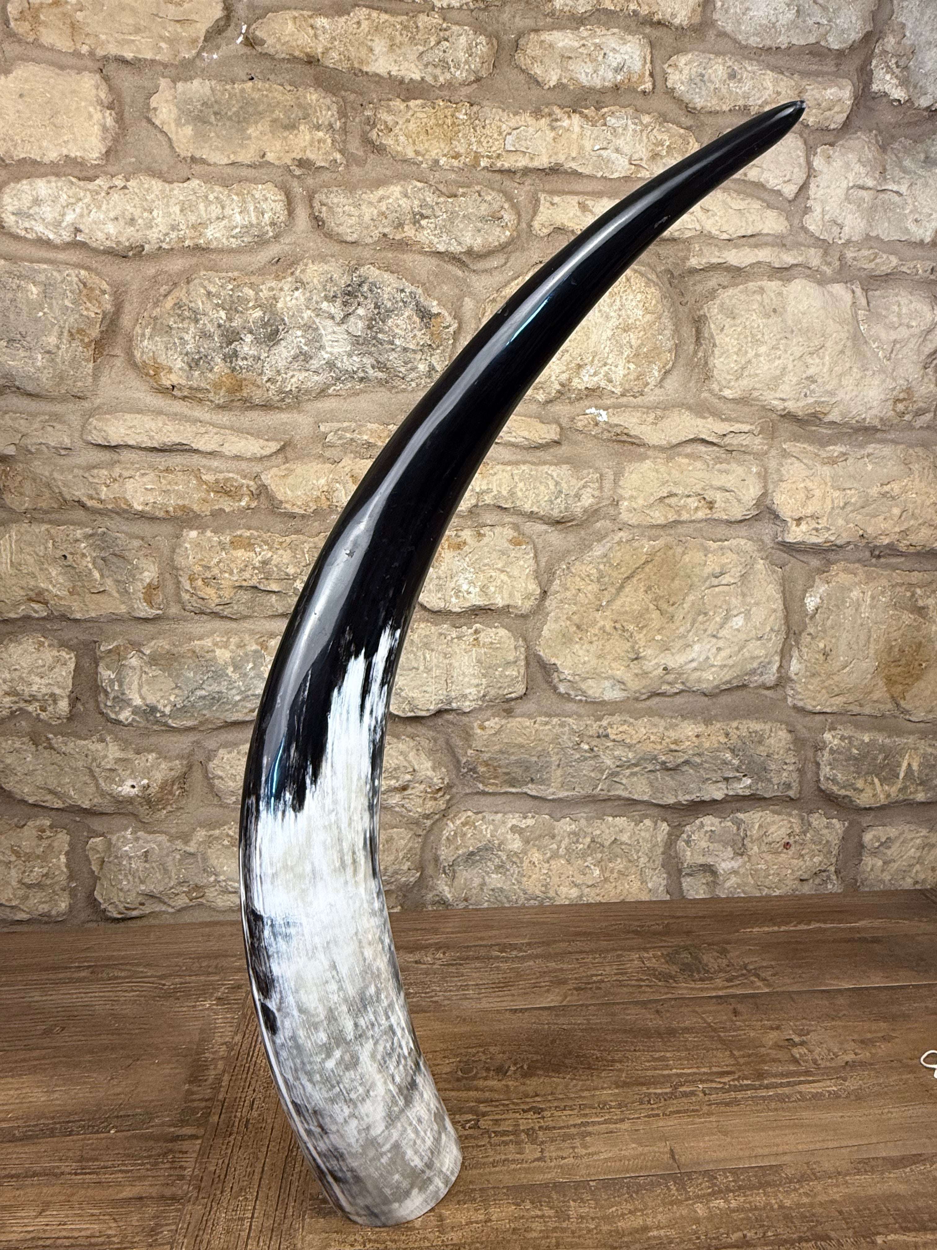 Single Medium Horn