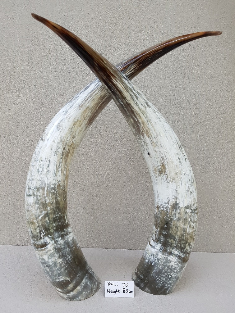 Ankole Cattle Horns - XX Large 70