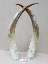Load image into Gallery viewer, Ankole Cattle Horns - XX Large 73
