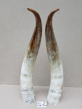Load image into Gallery viewer, Ankole Cattle Horns - XX Large 73
