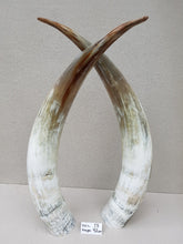 Load image into Gallery viewer, Ankole Cattle Horns - XX Large 73

