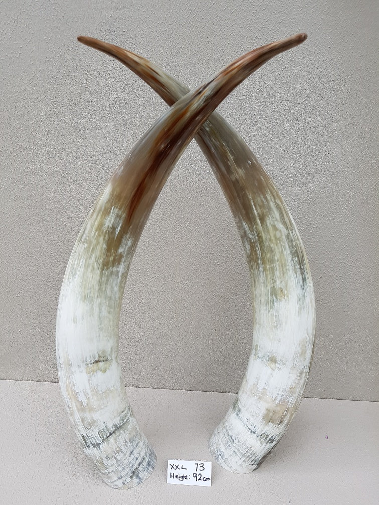 Ankole Cattle Horns - XX Large 73