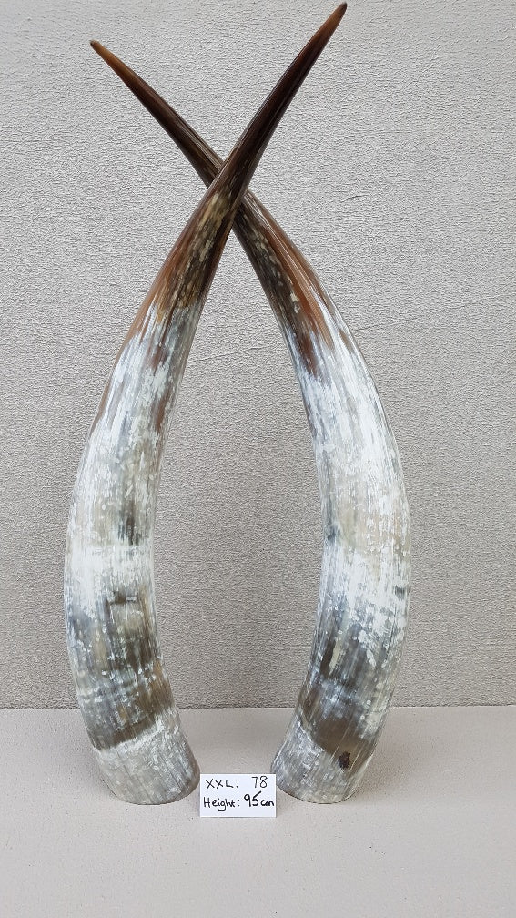 Ankole Cattle Horns - XX Large 78