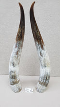 Load image into Gallery viewer, Ankole Cattle Horns - XX Large 78
