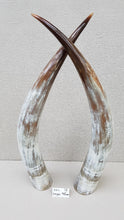 Load image into Gallery viewer, Ankole Cattle Horns - XX Large 78
