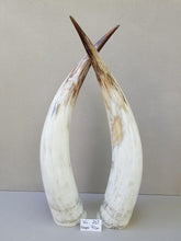 Load image into Gallery viewer, Ankole Cattle Horns - X Large 267
