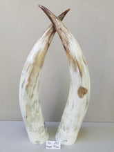 Load image into Gallery viewer, Ankole Cattle Horns - X Large 267
