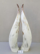 Load image into Gallery viewer, Ankole Cattle Horns - X Large 267
