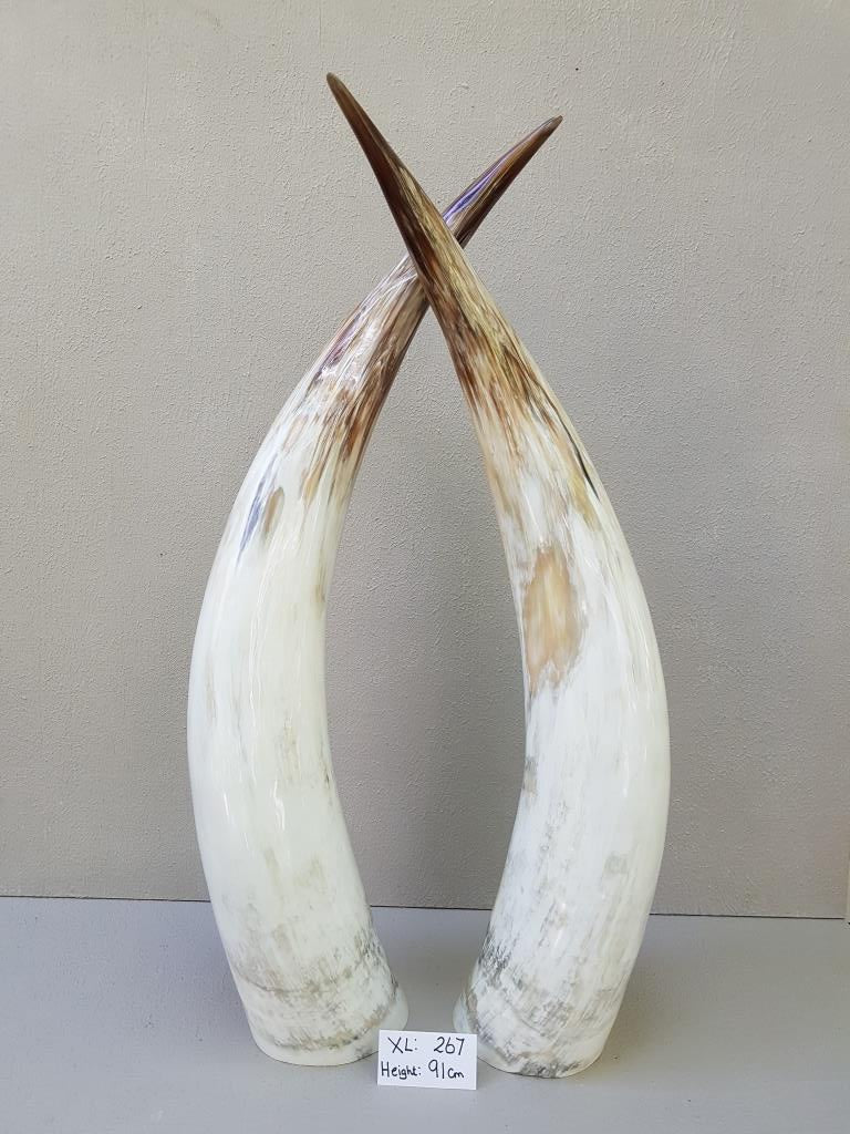 Ankole Cattle Horns - X Large 267