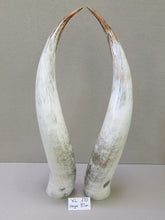 Load image into Gallery viewer, Ankole Cattle Horns - X Large 270
