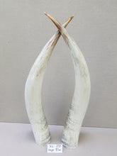Load image into Gallery viewer, Ankole Cattle Horns - X Large 270

