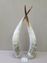 Load image into Gallery viewer, Ankole Cattle Horns - X Large 270

