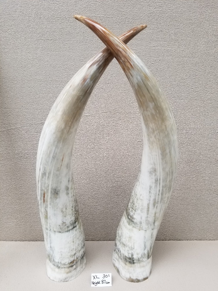 Ankole Cattle Horns - X Large 301