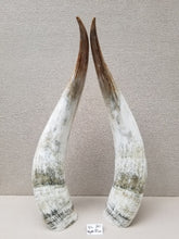 Load image into Gallery viewer, Ankole Cattle Horns - X Large 301
